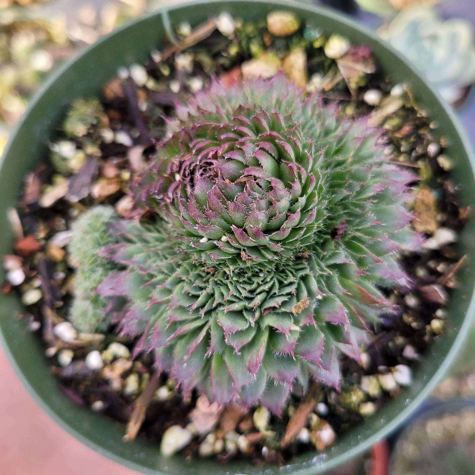 Sempervivum 'Black Rose' - Succulents Depot