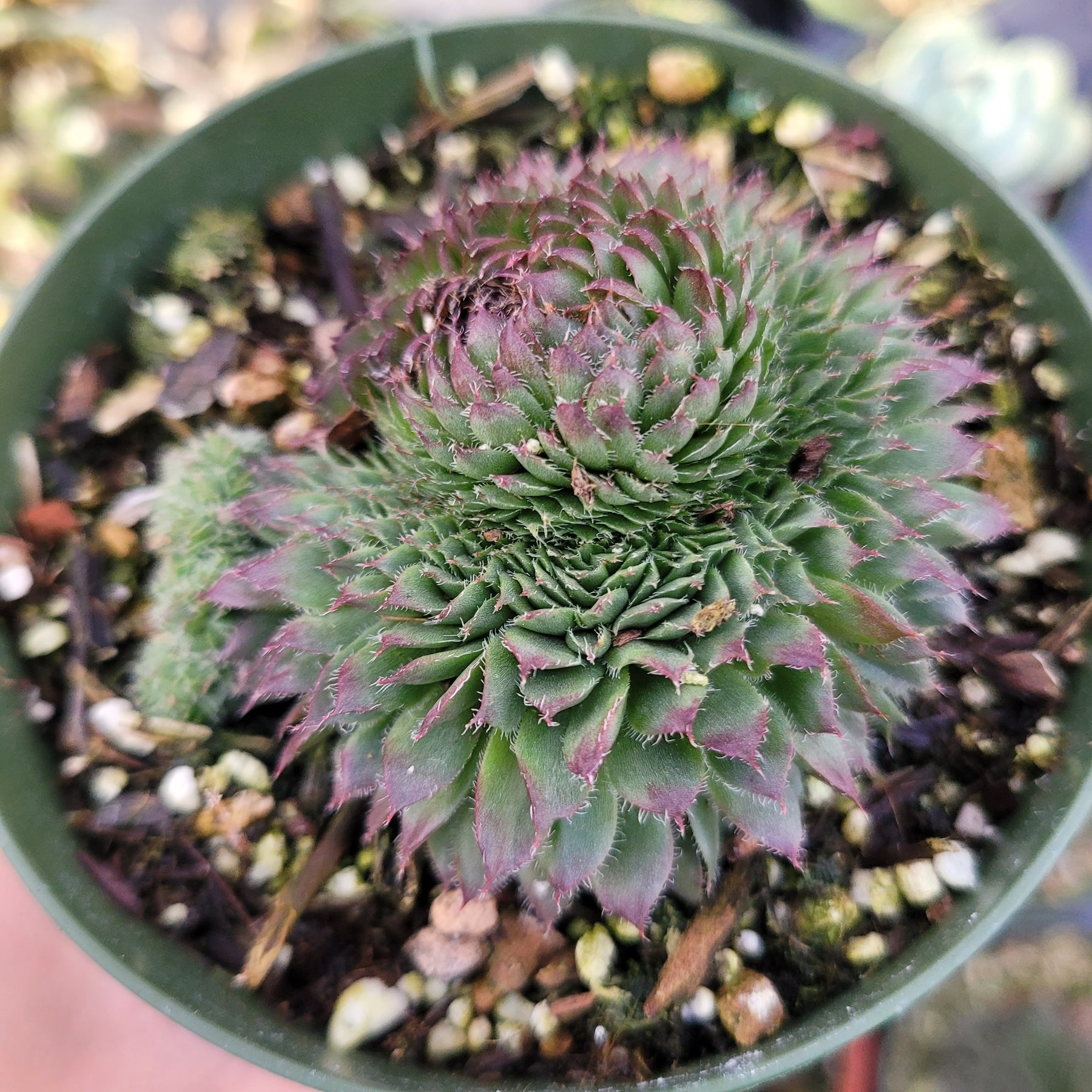 Sempervivum 'Black Rose' - Succulents Depot