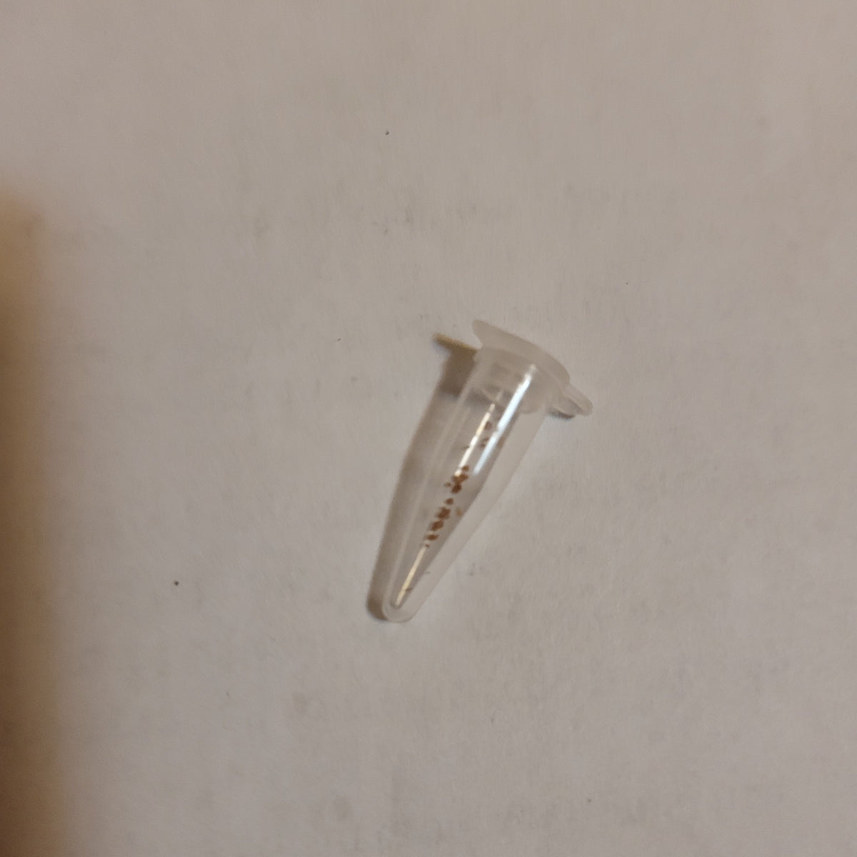 Echeveria Habingeri seeds in a PCR tube.