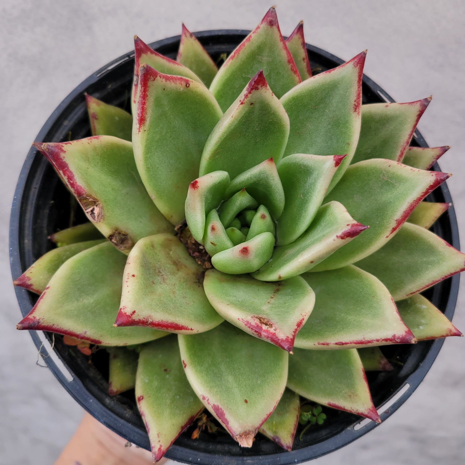 Echeveria agavoides 'Ebony'