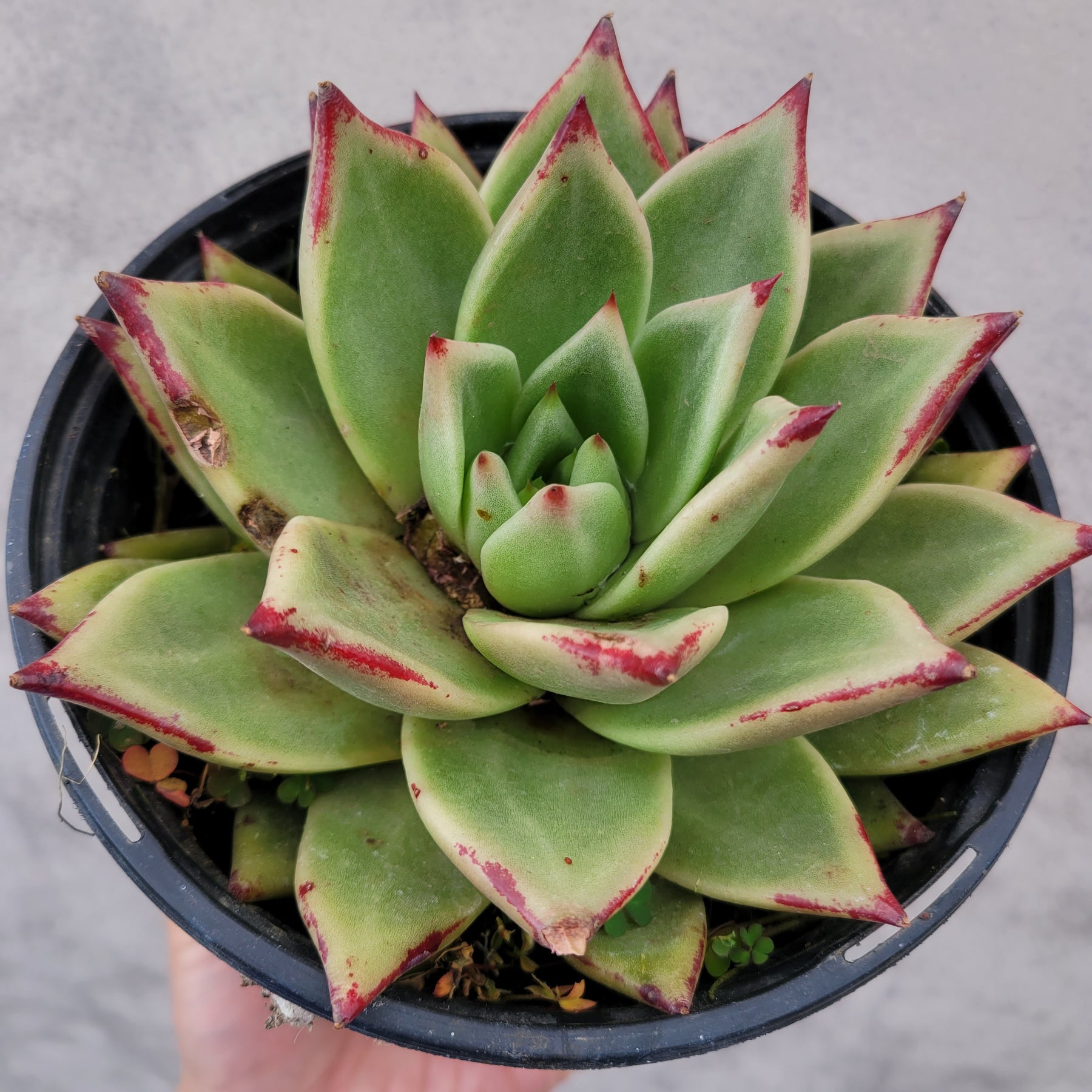 Echeveria agavoides 'Ebony'