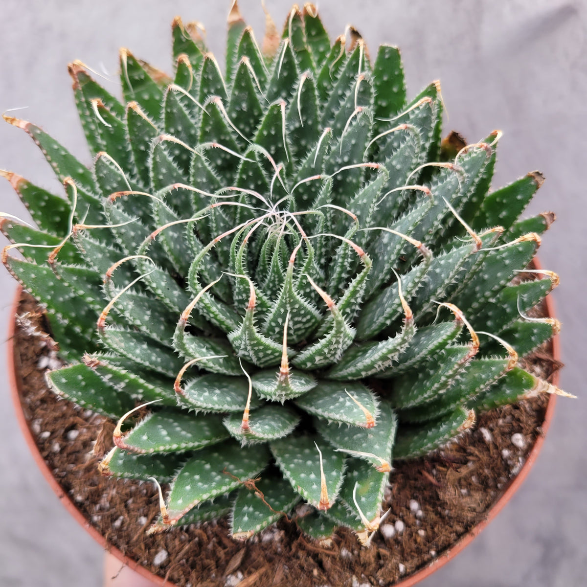Aristaloe aristata 'Lace Aloe' in terracotta pot.