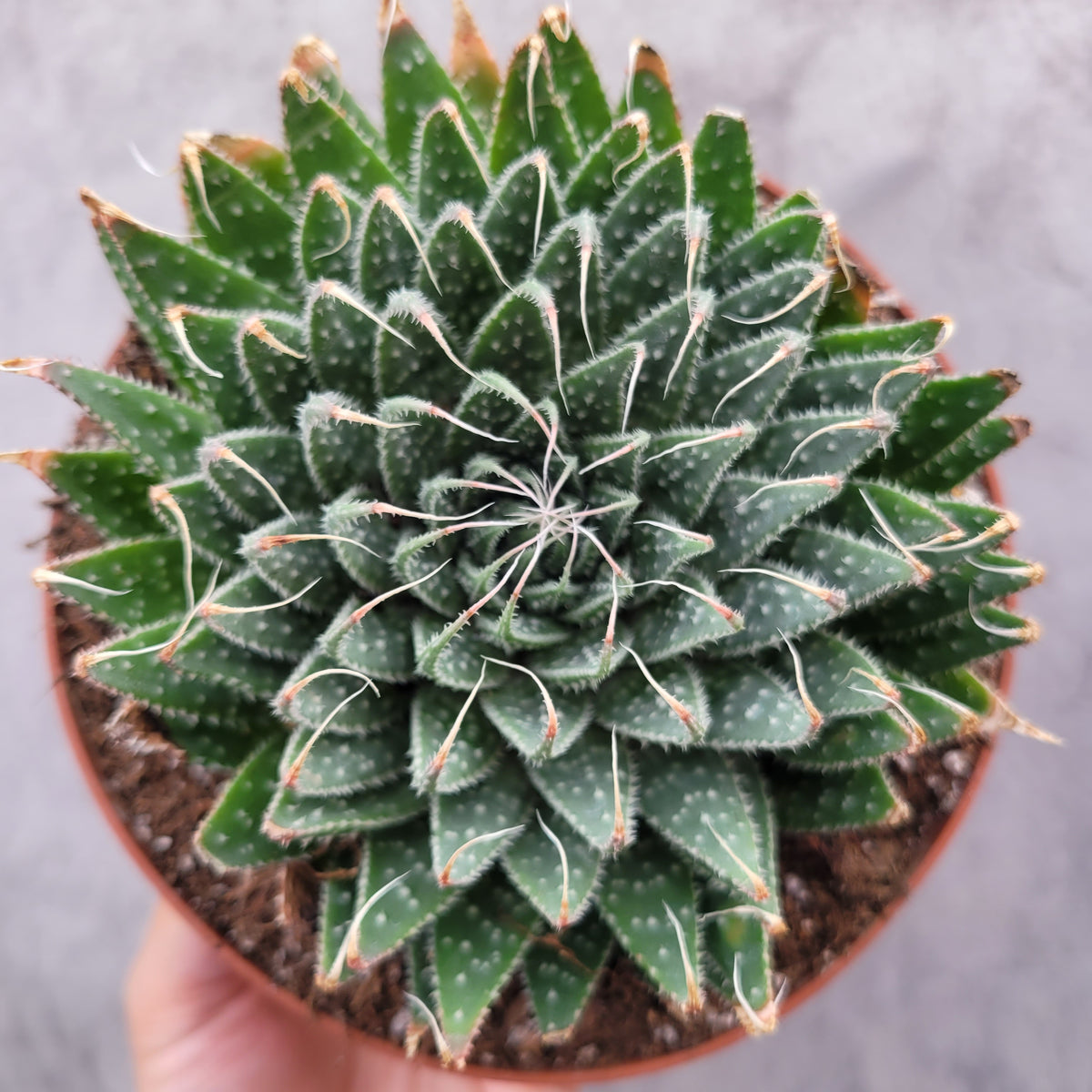 Aristaloe aristata 'Lace Aloe' in terracotta pot.