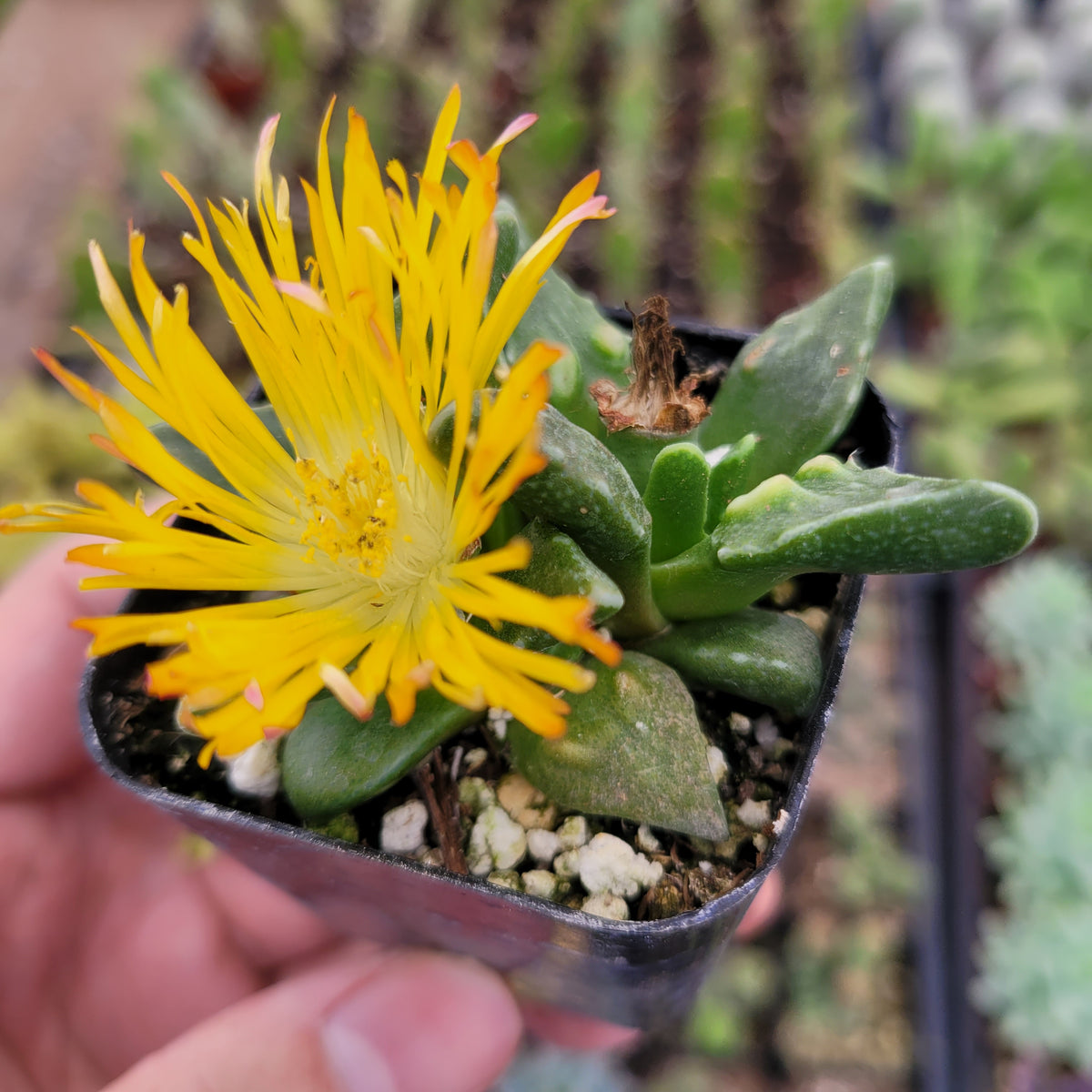 Faucaria tuberculosa succulent with bright yellow daisy-like bloom.