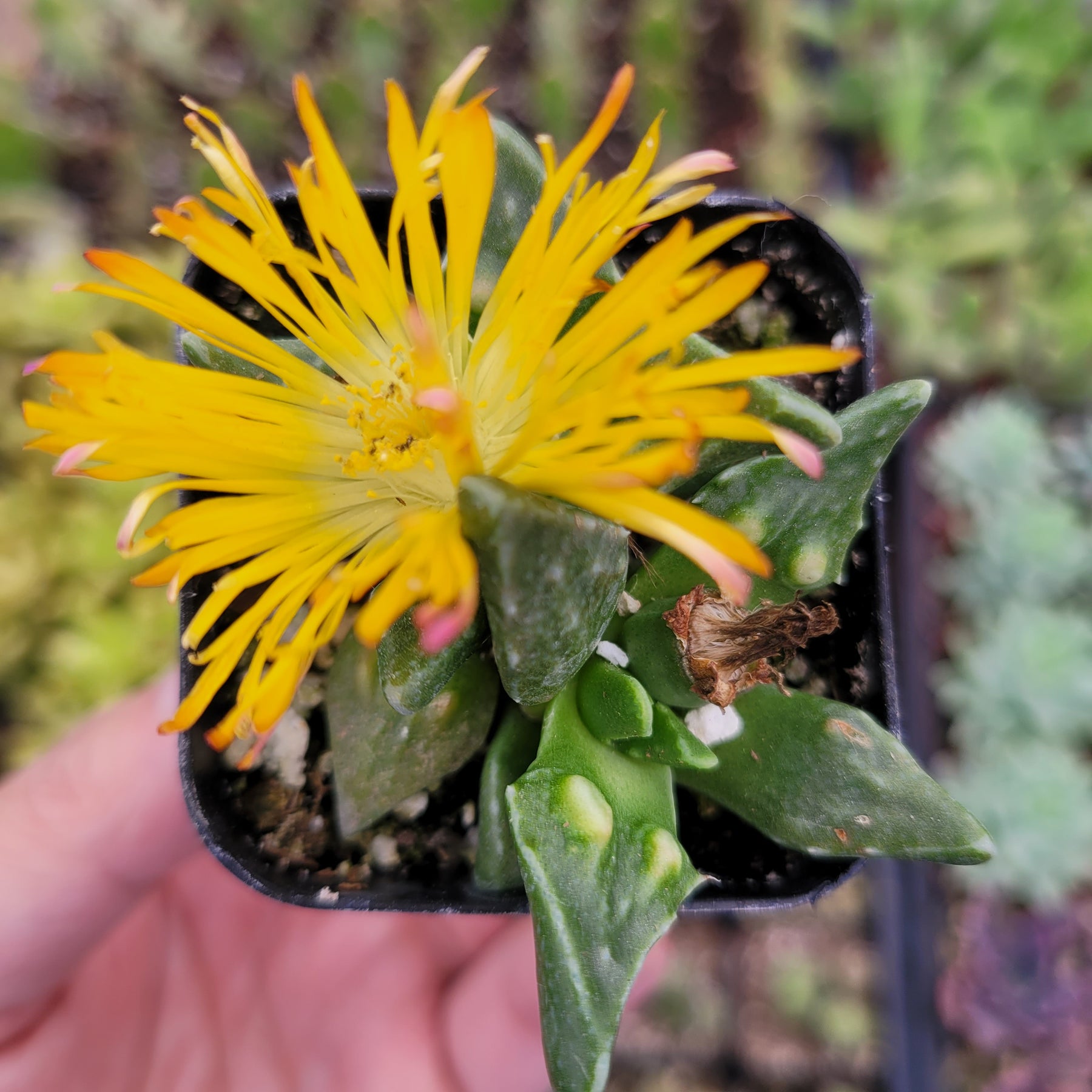 Faucaria tuberculosa