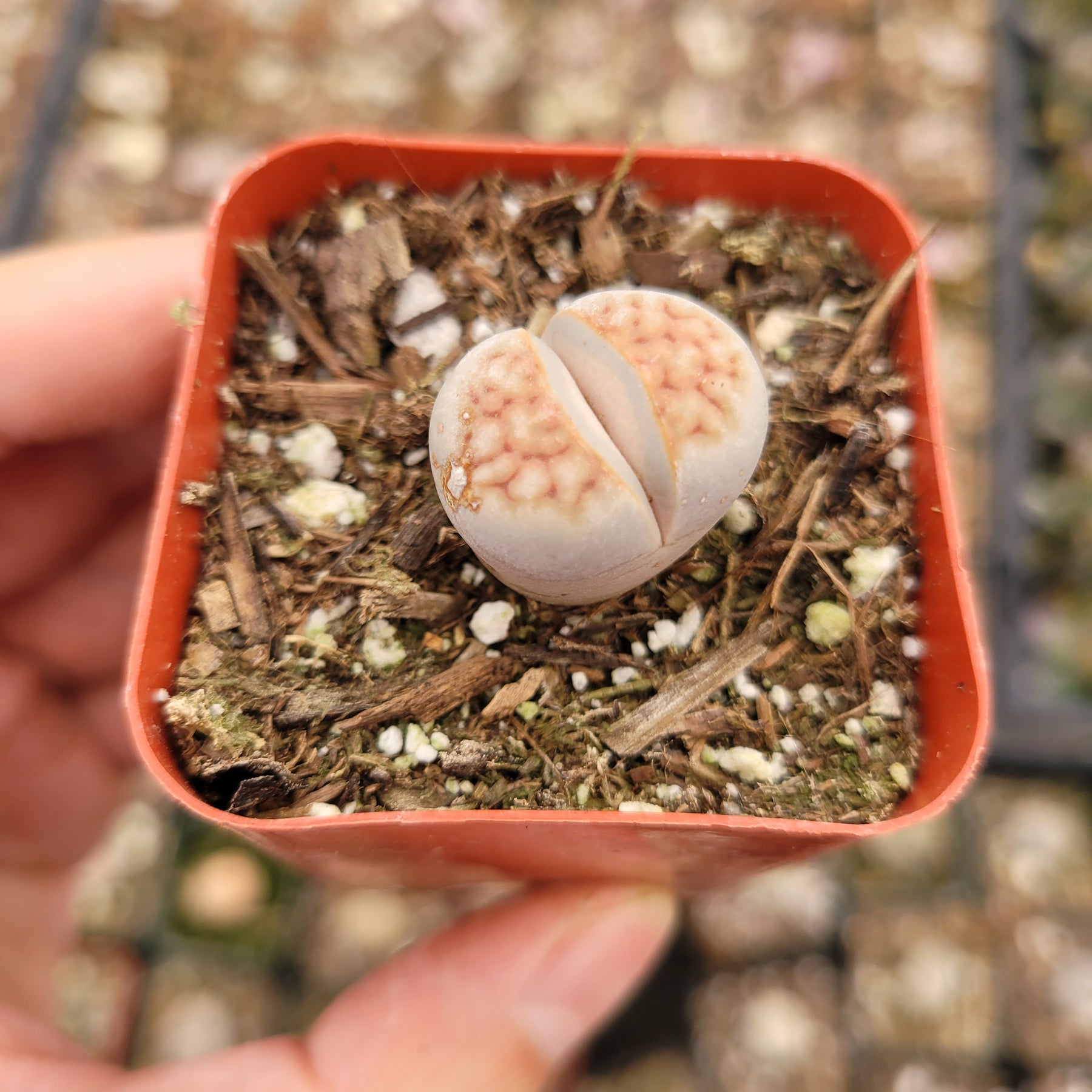 Lithops 'Living Stones' - Succulents Depot