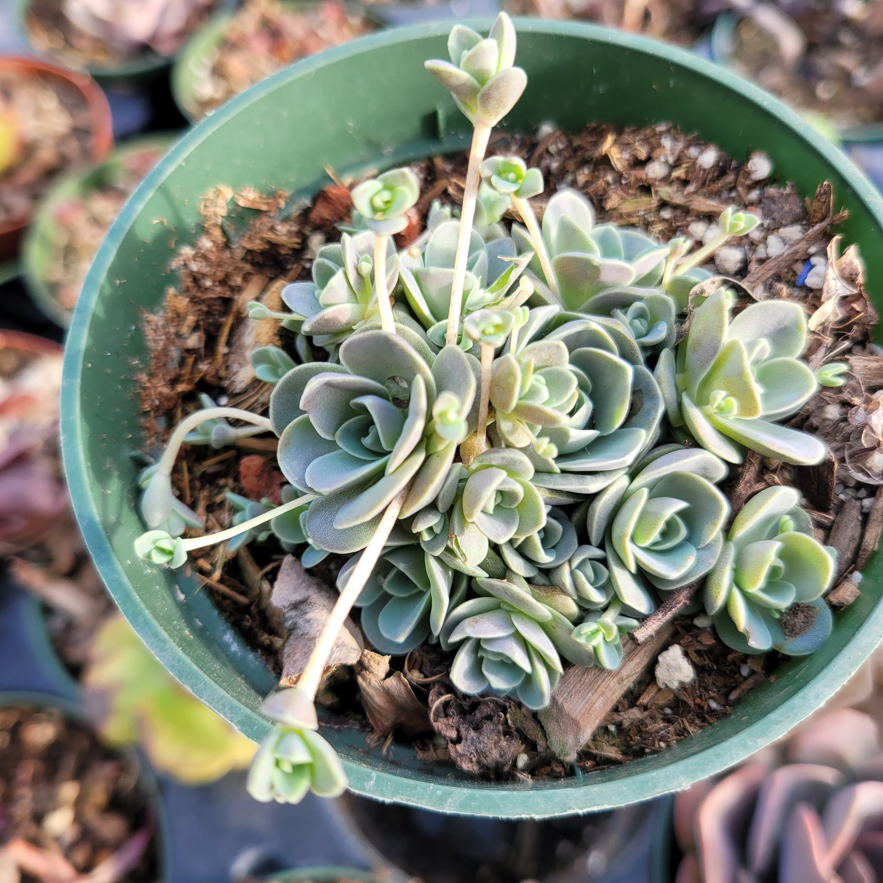 Orostachys Malacophylla var. iwarenge - Chinese Dunce Cap