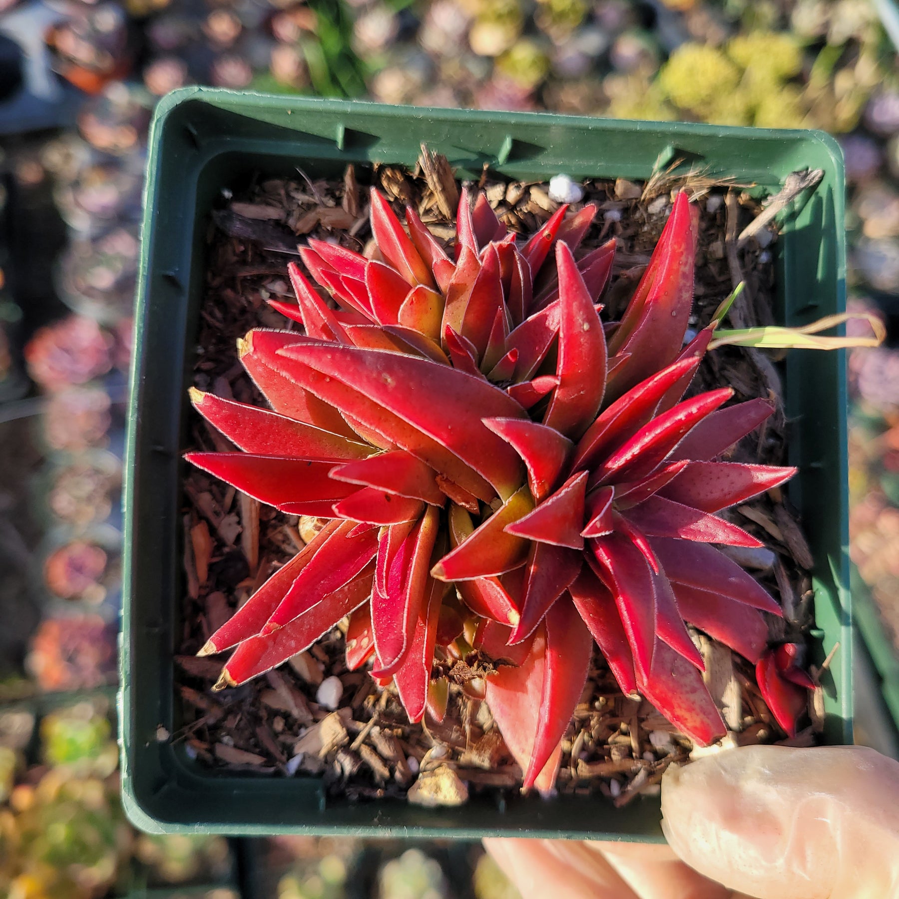 Crassula capitella 'Campfire'