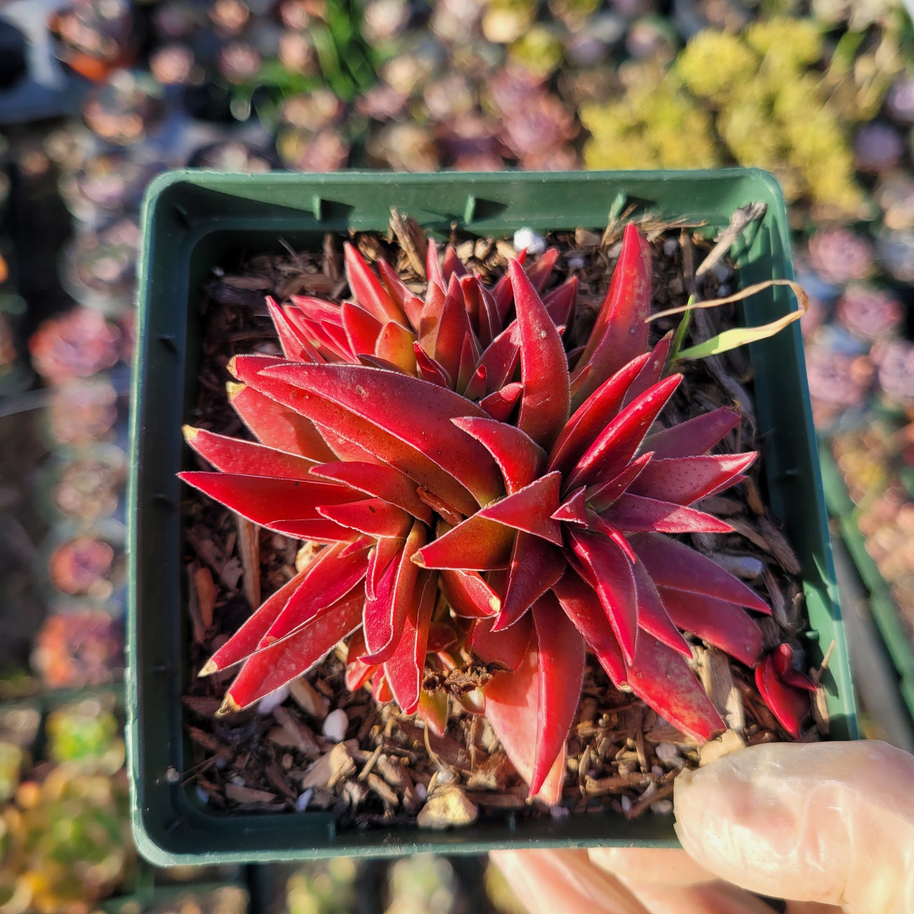 Crassula capitella 'Campfire'