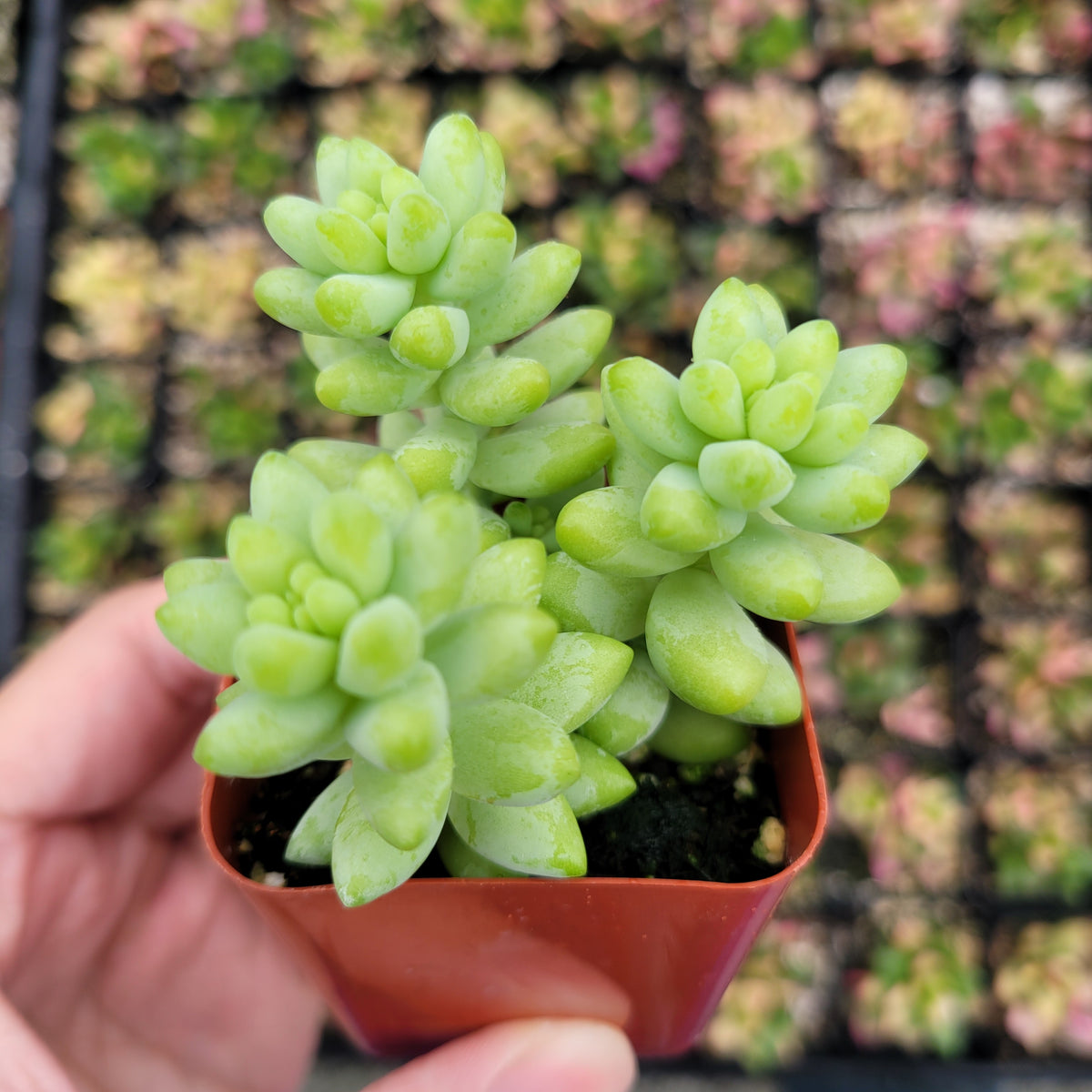 Hand holding Sedum 'Burrito' Donkey Tail succulent in pot.