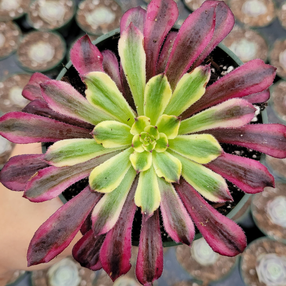 Aeonium 'Mardi Gras' - Succulents Depot