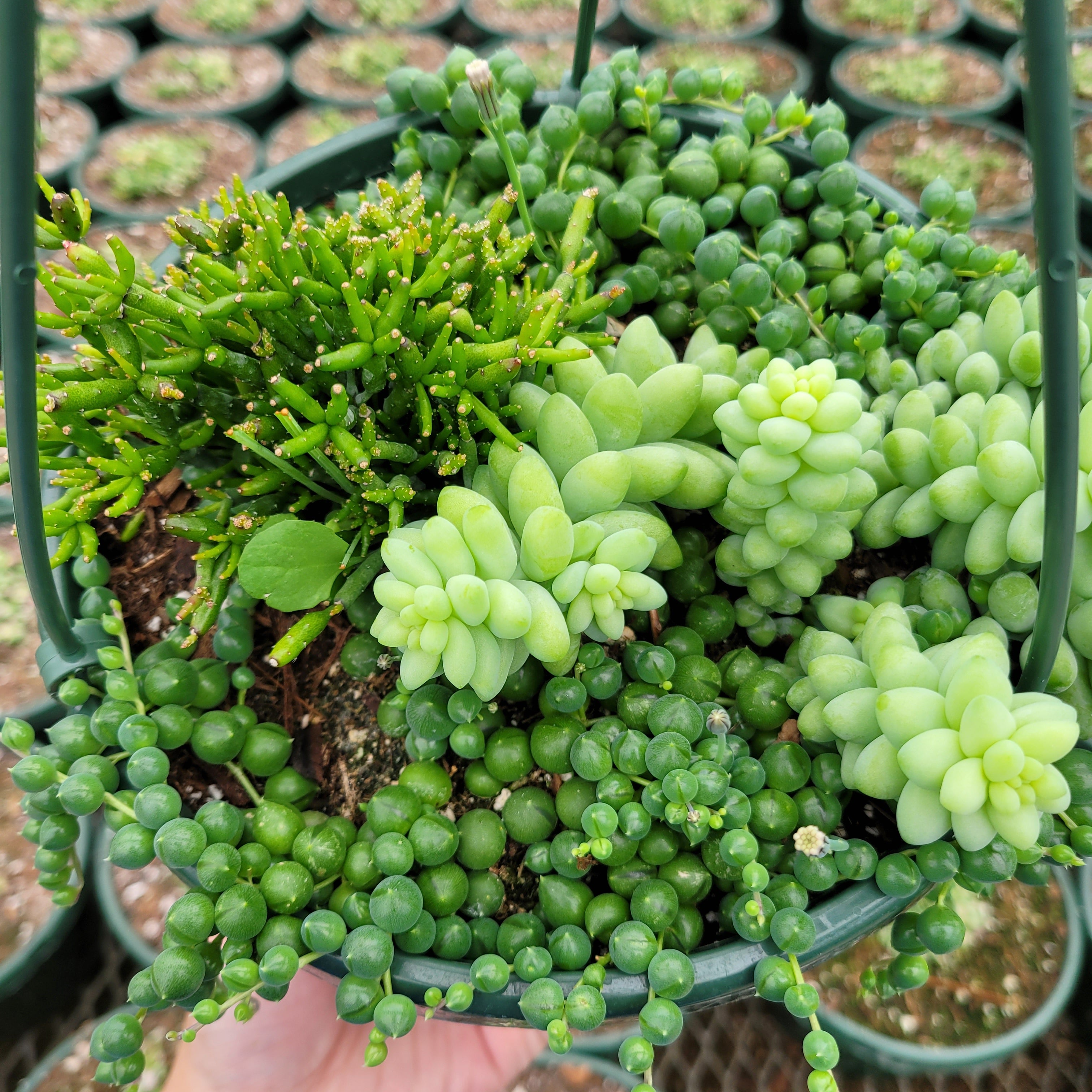 succulents donkey tail Rhipsalis Hatiora Salicornioides, String of Pearls, Donkey Tail -