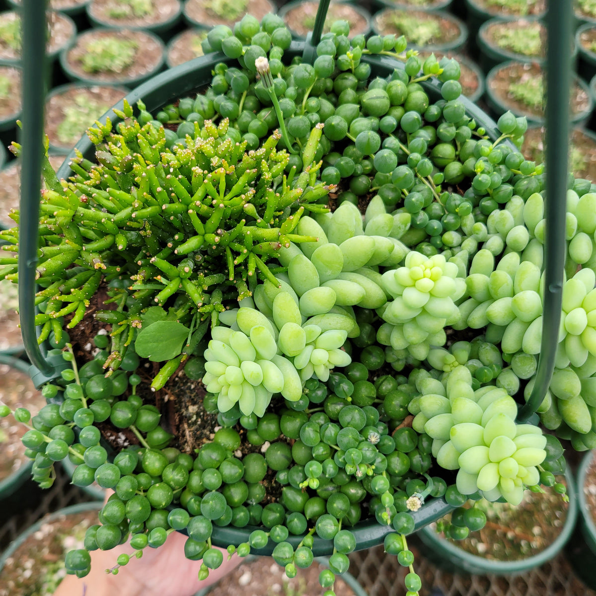 Mixed succulents: Rhipsalis, String of Pearls, Donkey Tail.