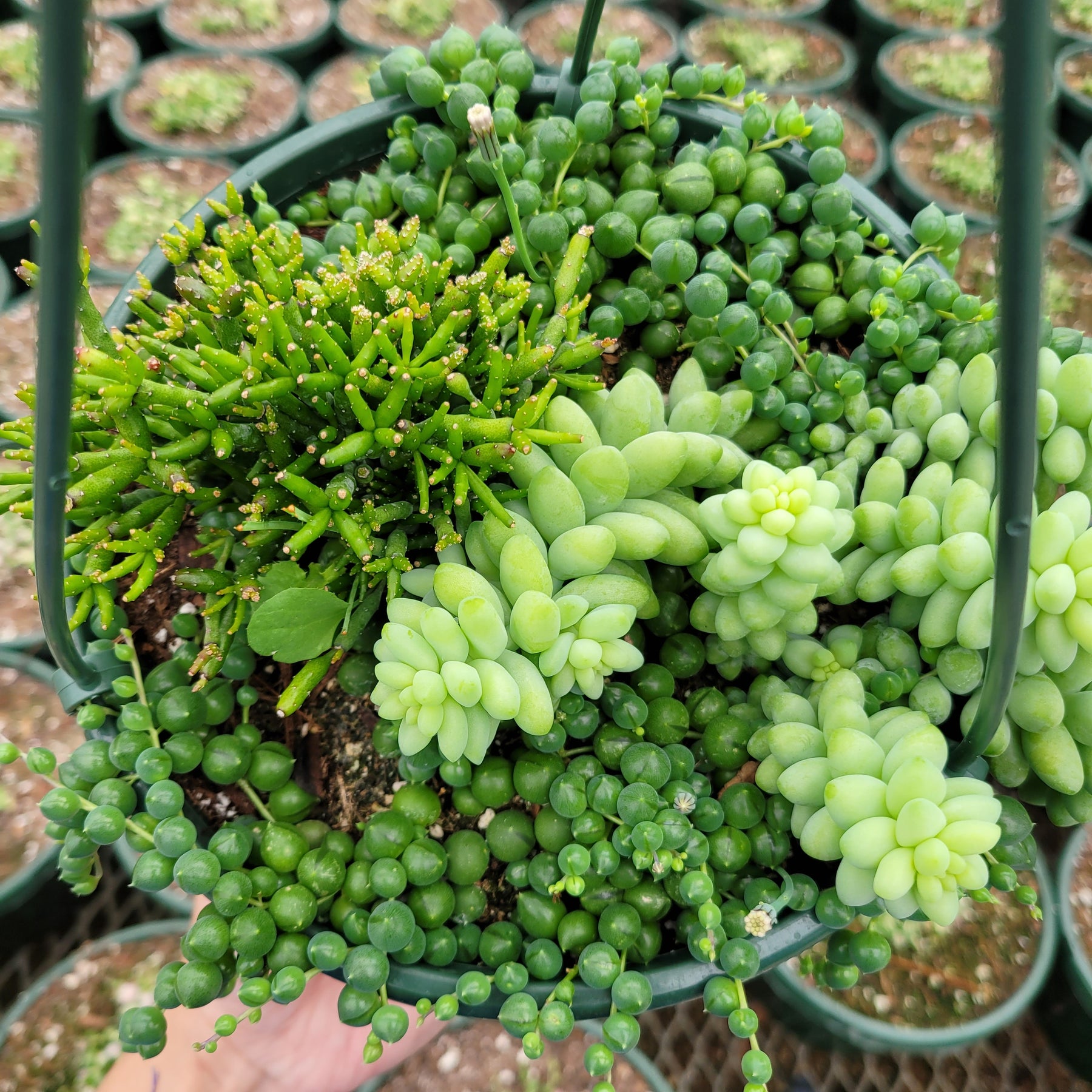 Rhipsalis Hatiora Salicornioides, String of Pearls, Donkey Tail - Succulents Depot