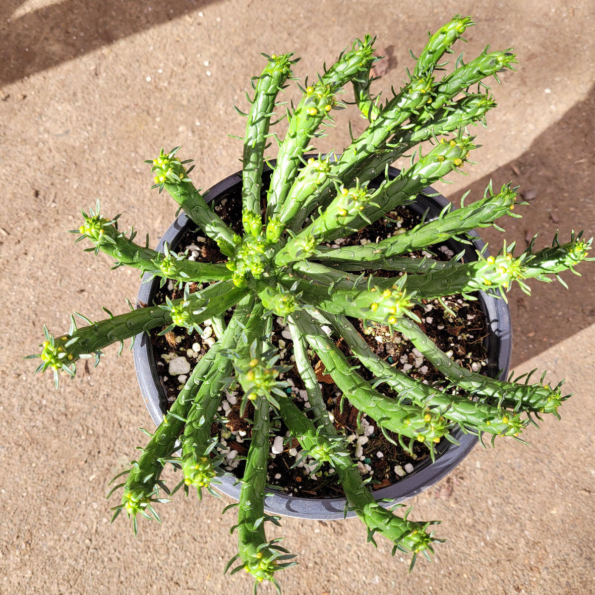 Euphorbia flanaganii 'Medusa's Head' potted succulent, leafy stems, flower buds.