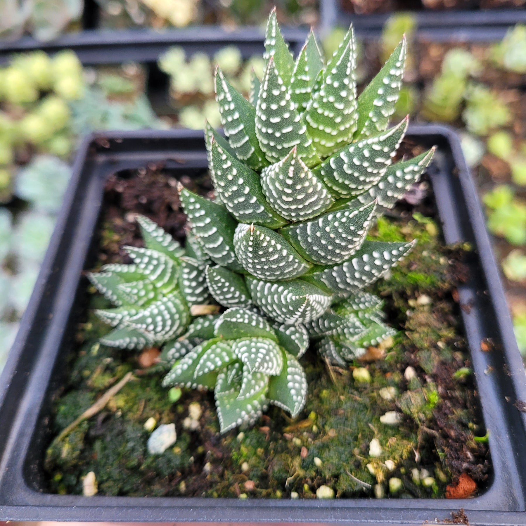 Haworthia reinwardtii 'African Pearls' - Succulents Depot