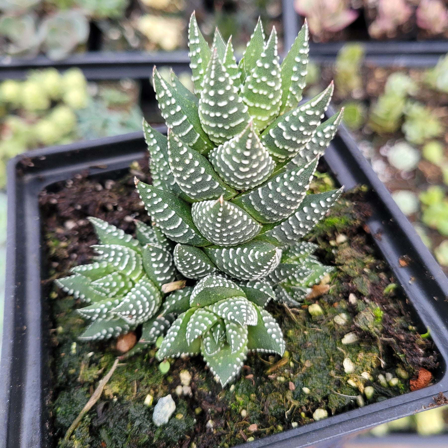 Haworthia reinwardtii 'African Pearls' - Succulents Depot