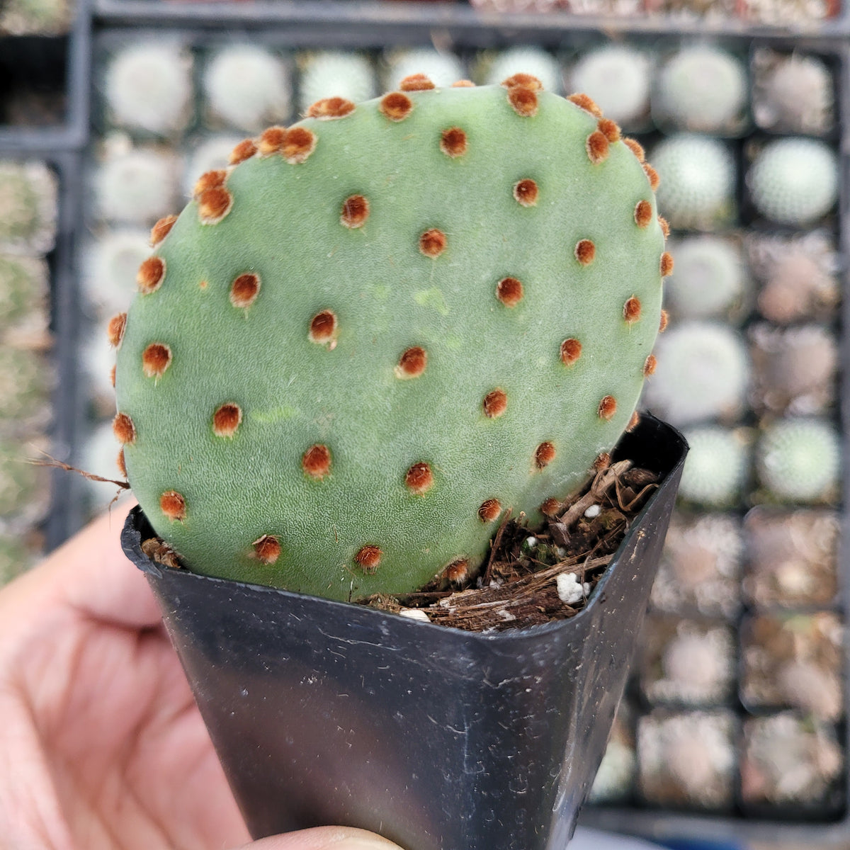Opuntia Violacea BeaverRita Cactus in small black pot.