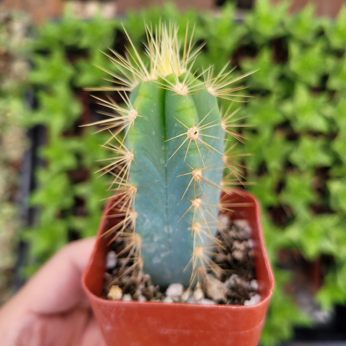 Pilosocereus pachycladus 'Blue Torch Cactus' in nursery pot.