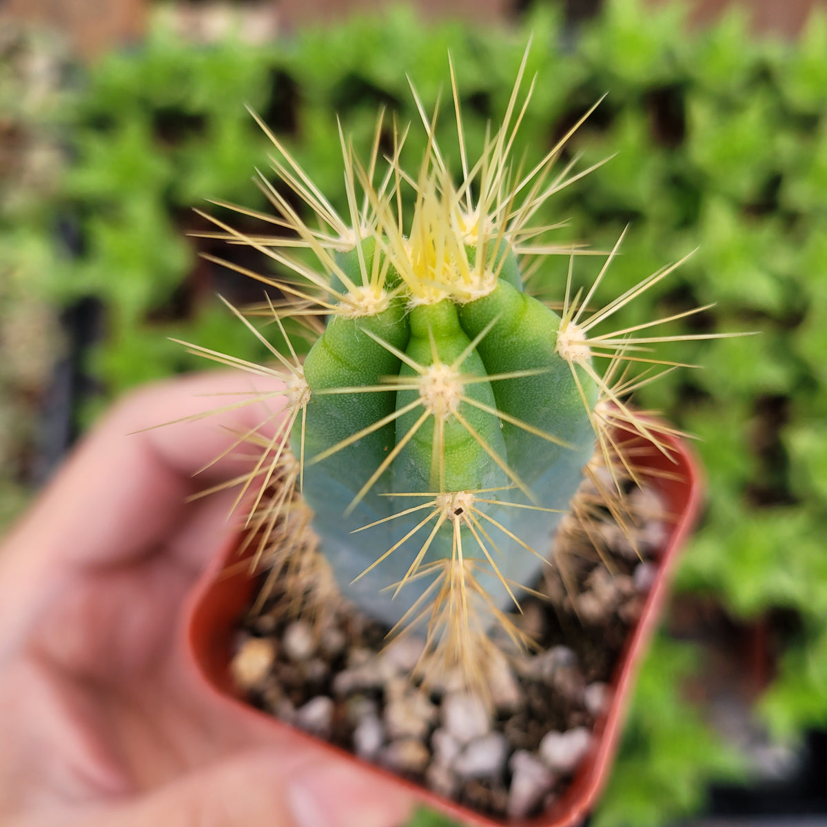 Pilosocereus pachycladus 'Blue Torch Cactus' in nursery pot.