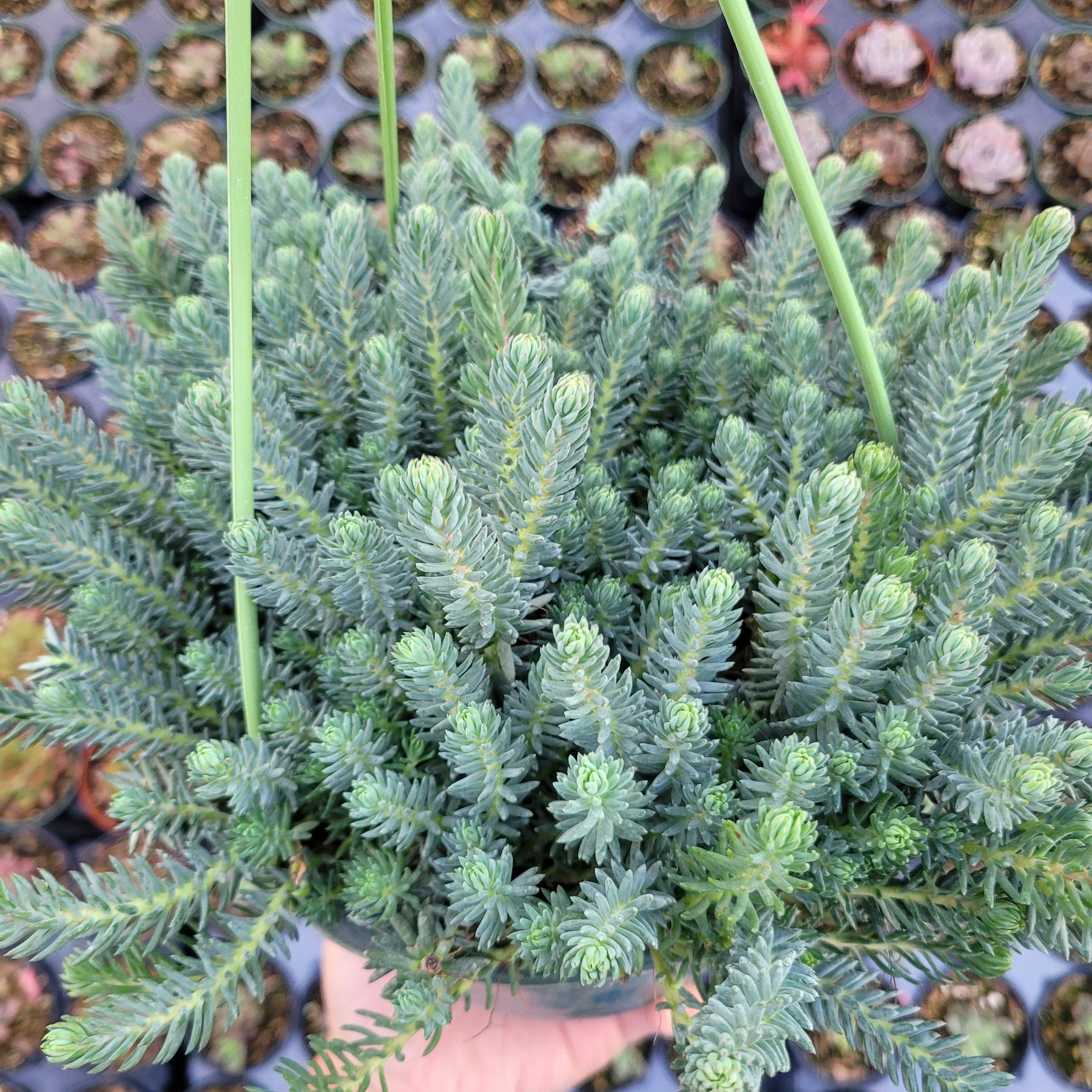 Sedum sediforme 'Turquoise Tails'