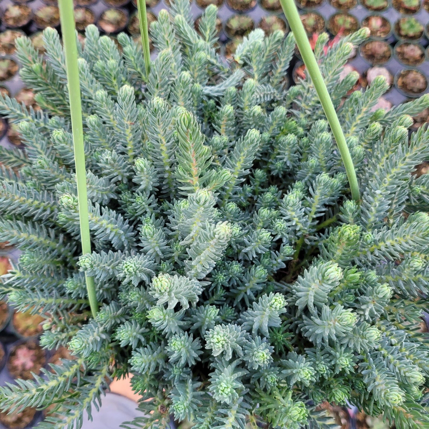 Sedum sediforme 'Turquoise Tails'