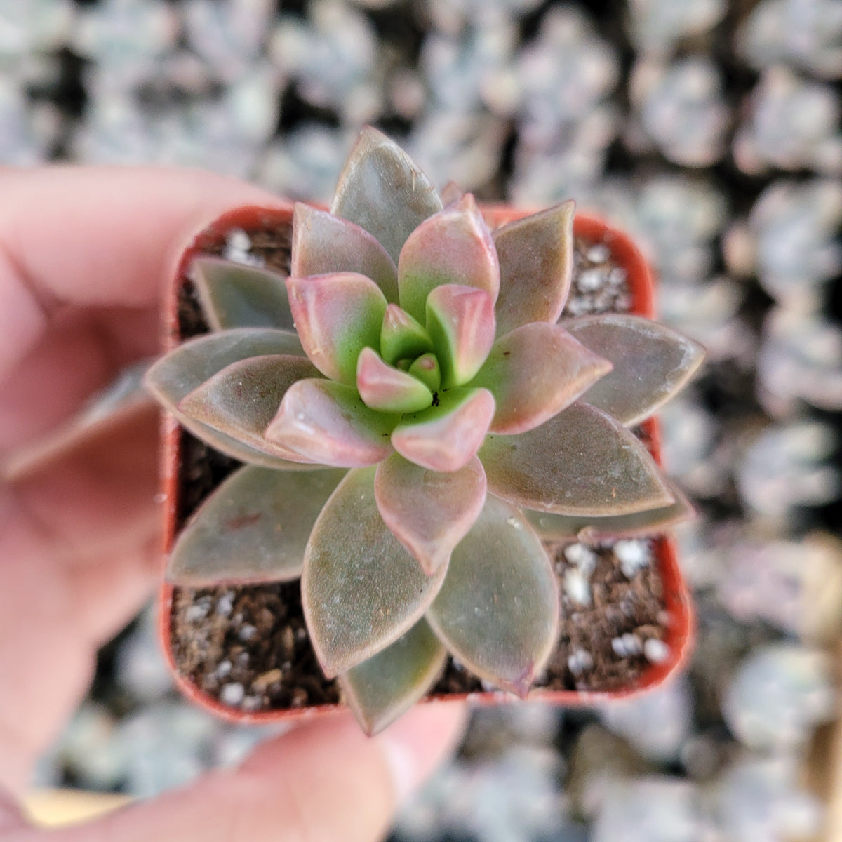 Hand holding a Graptosedum 'Alpenglow' succulent in a square nursery pot, featuring dusty green leaves with pinkish tips, amidst similar plants in the background.