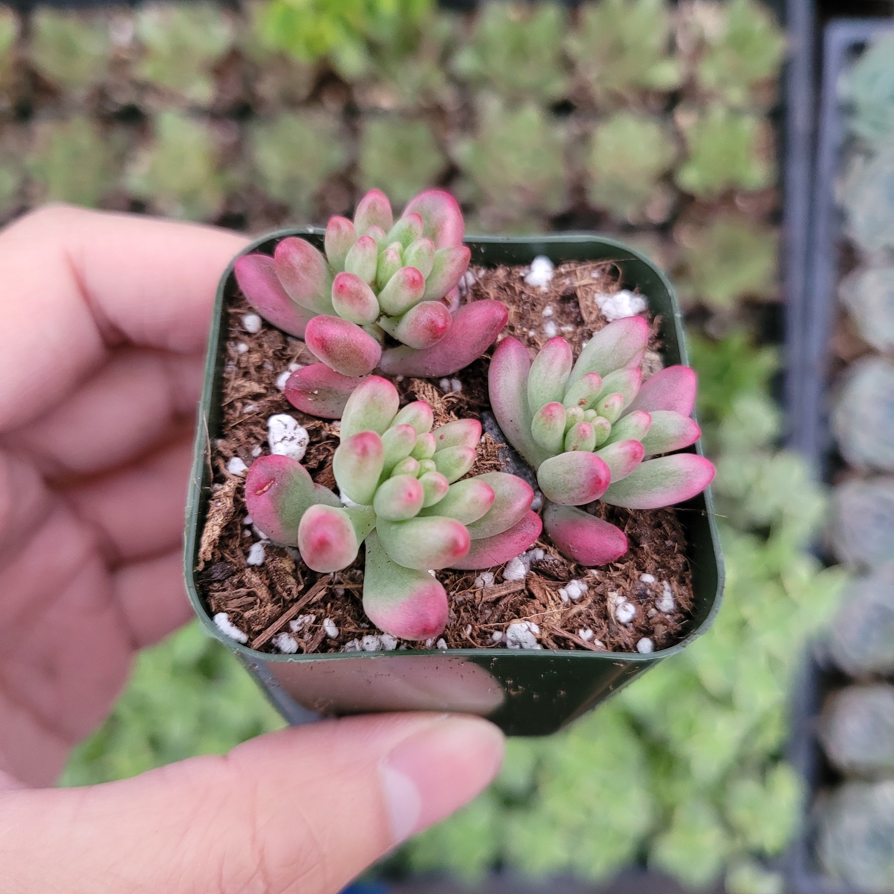 Sedum rubrotinctum 'Aurora' Pink Jelly Bean - Succulents Depot
