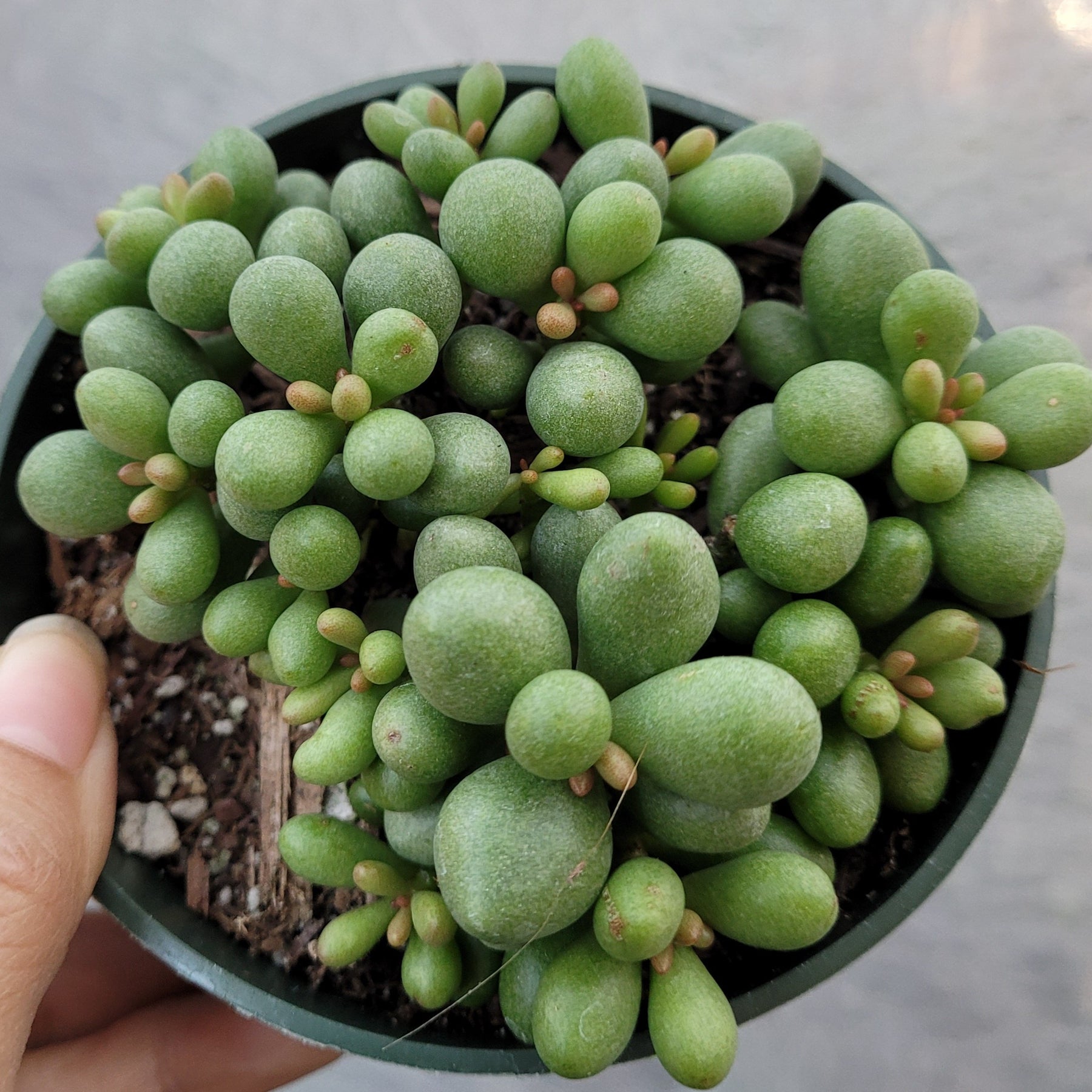 Tylecodon schaeferianus 'Fairy Tale Plant'