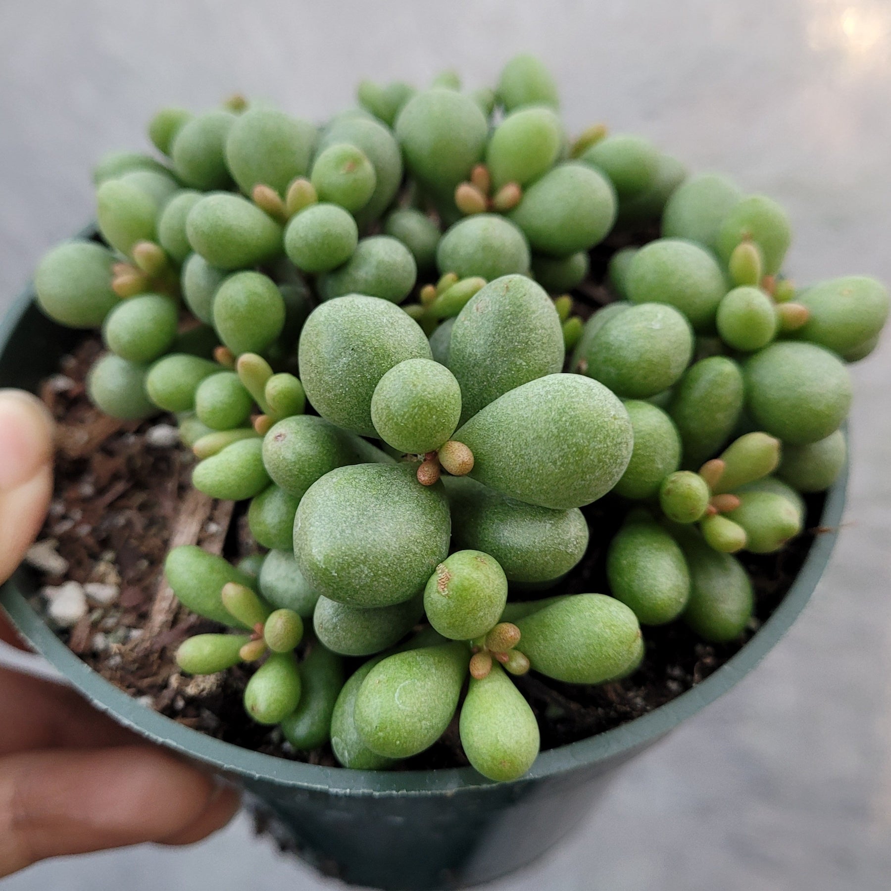 Tylecodon schaeferianus 'Fairy Tale Plant'