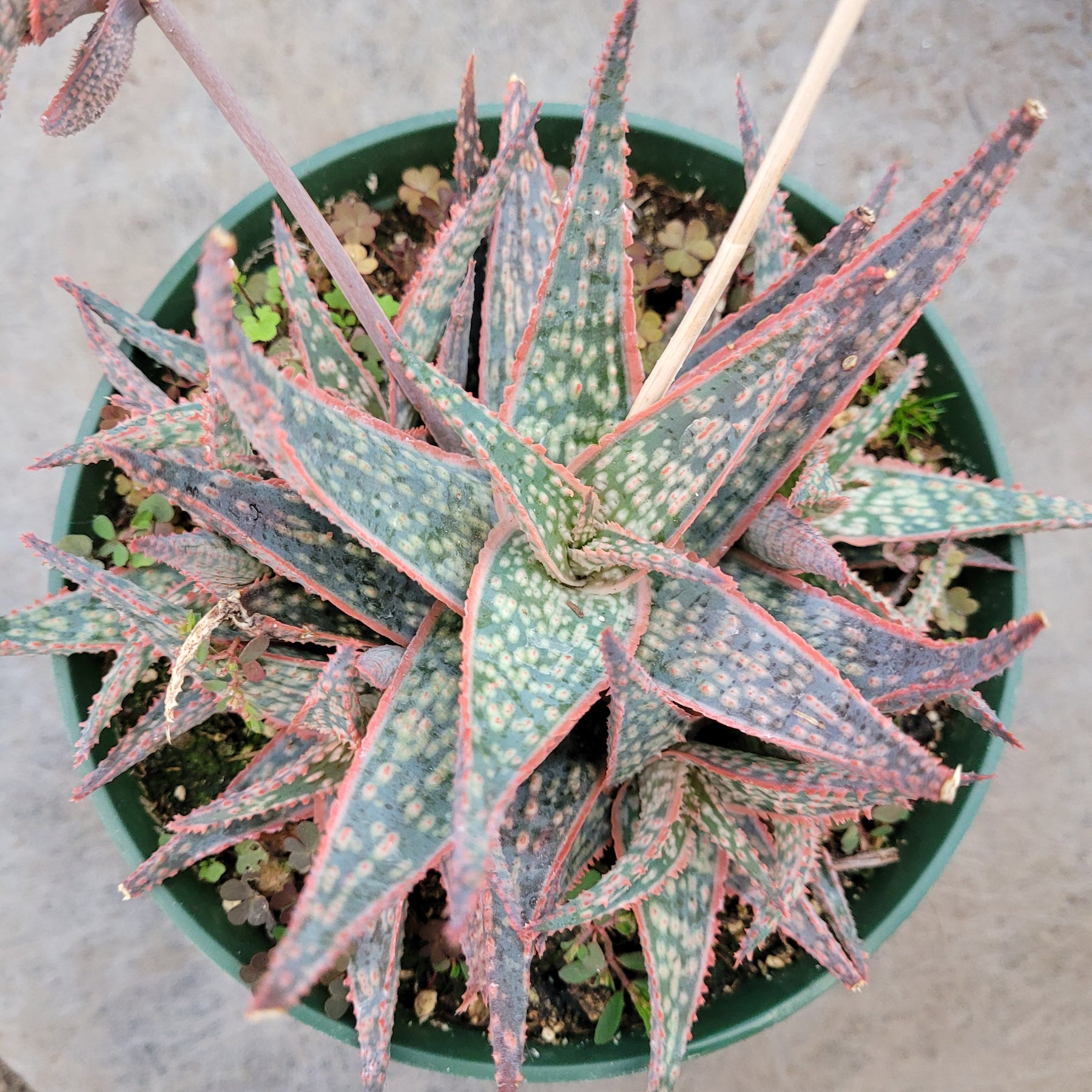 Aloe 'Pink Blush' - Succulents Depot