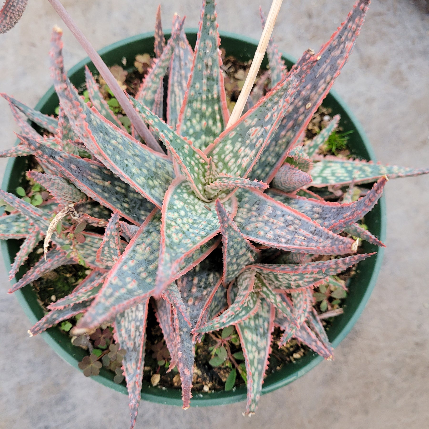 Aloe 'Pink Blush' - Succulents Depot
