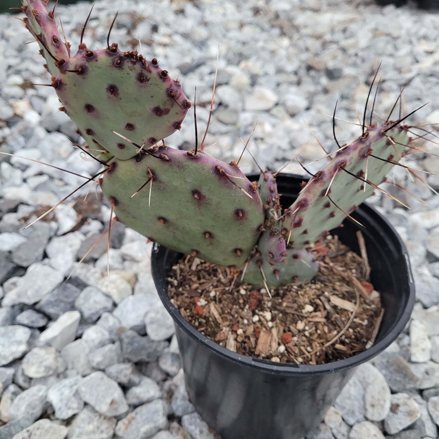 Santa Rita Purple Prickly Pear Cactus - Succulents Depot