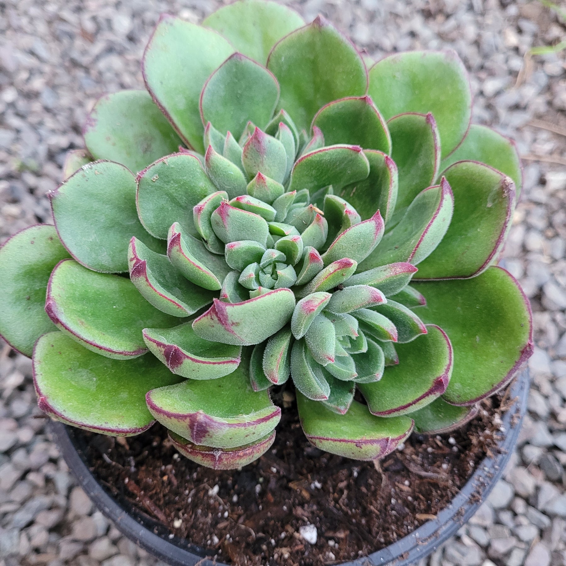 Echeveria 'Joan Daniel' - Succulents Depot
