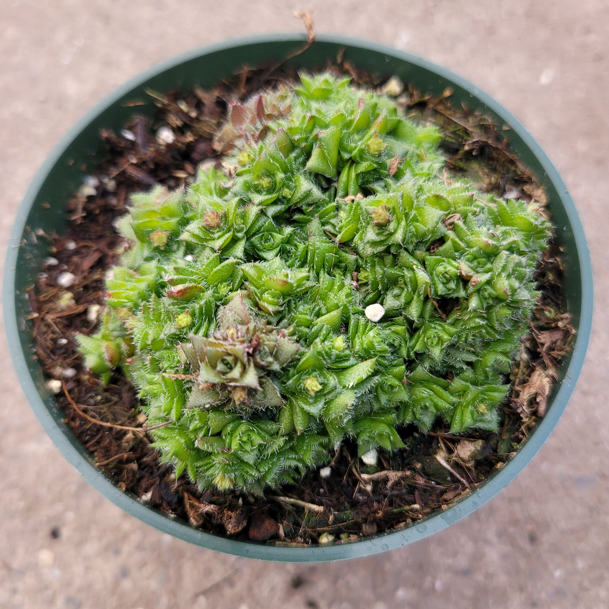 Crassula socialis potted succulent with small rosettes.