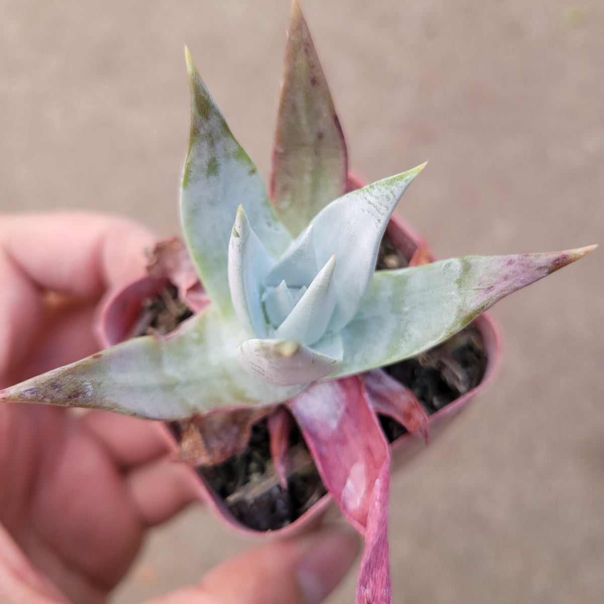 Dudleya brittonii 'Giant Chalk Dudleya' in hand, bluish-green rosette.