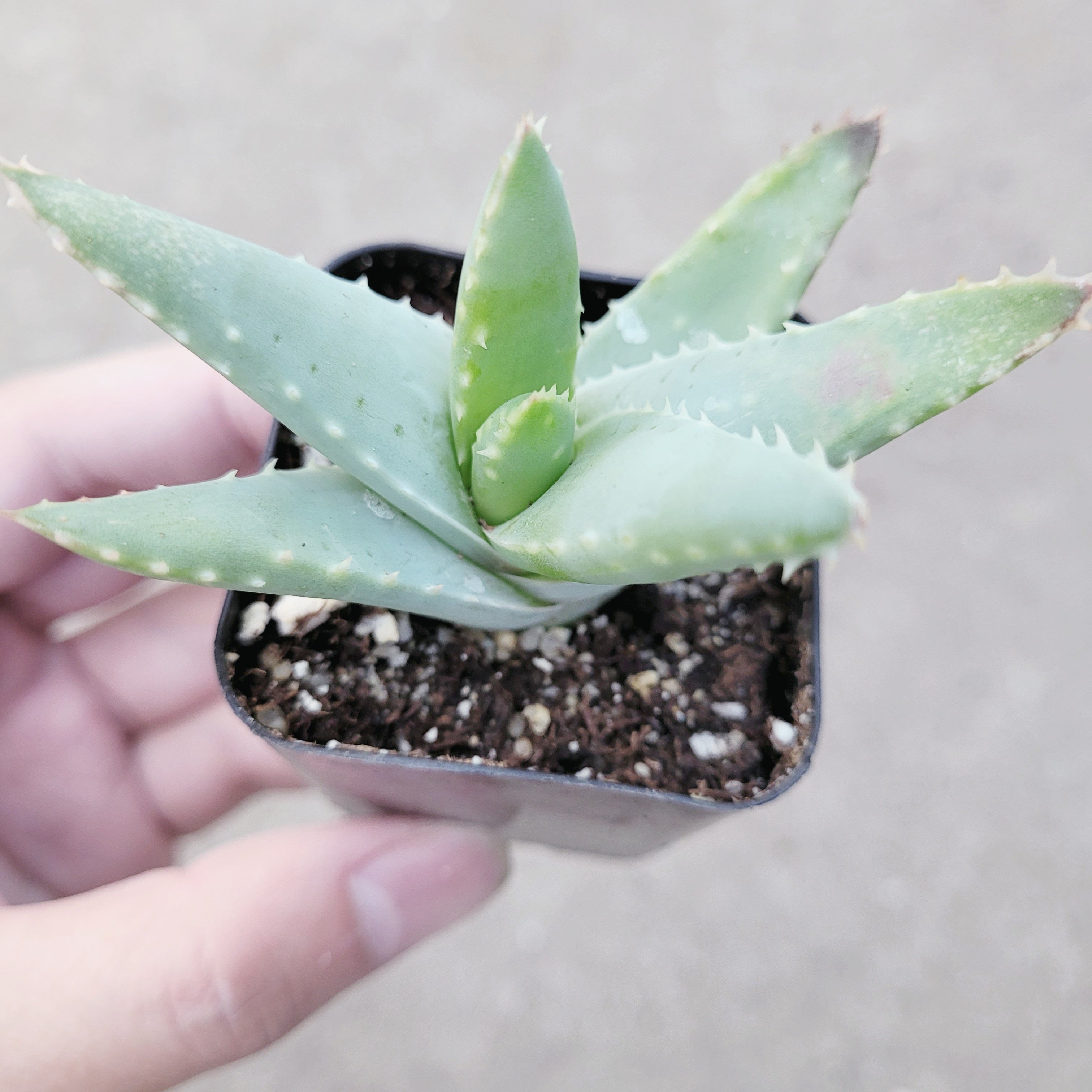 crocodile succulent Aloe brevifolia 'Crocodile Plant'