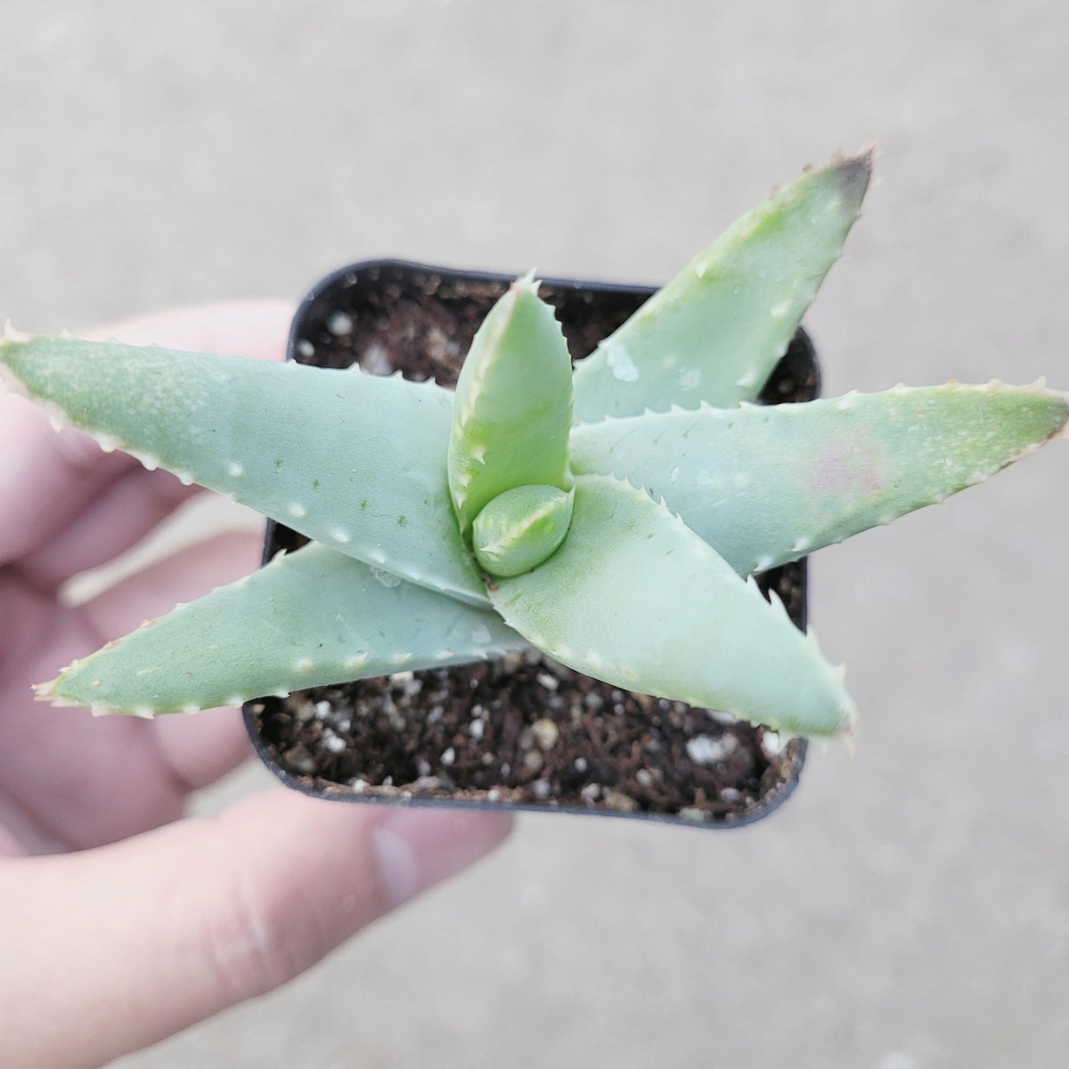 Aloe brevifolia 'Crocodile Plant' in hand, showing rosette leaves.