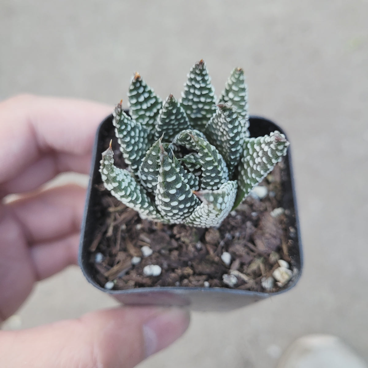 Haworthia fasciata 'Royal Albert' in square pot.