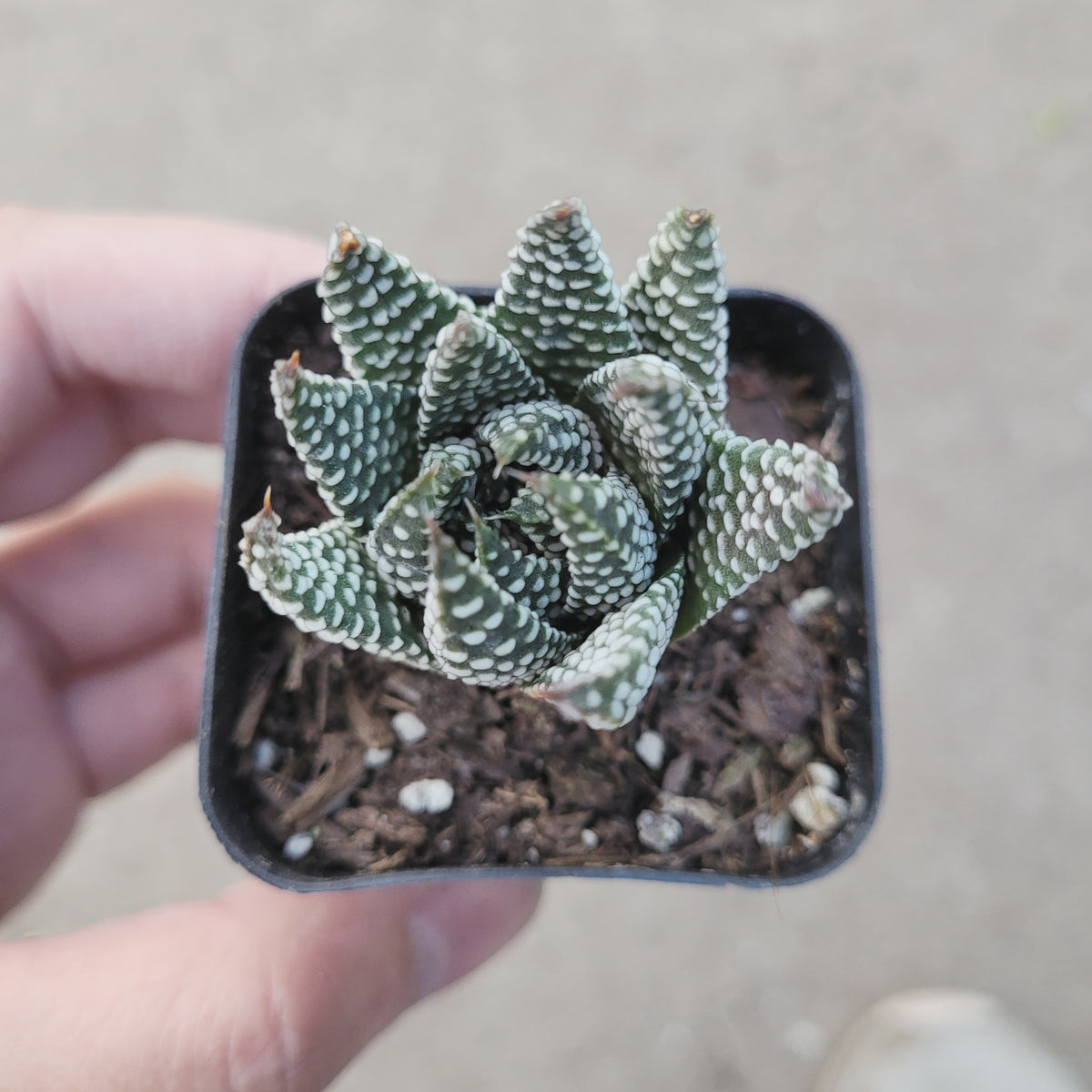 Haworthia fasciata 'Royal Albert' in hand, potted succulent.