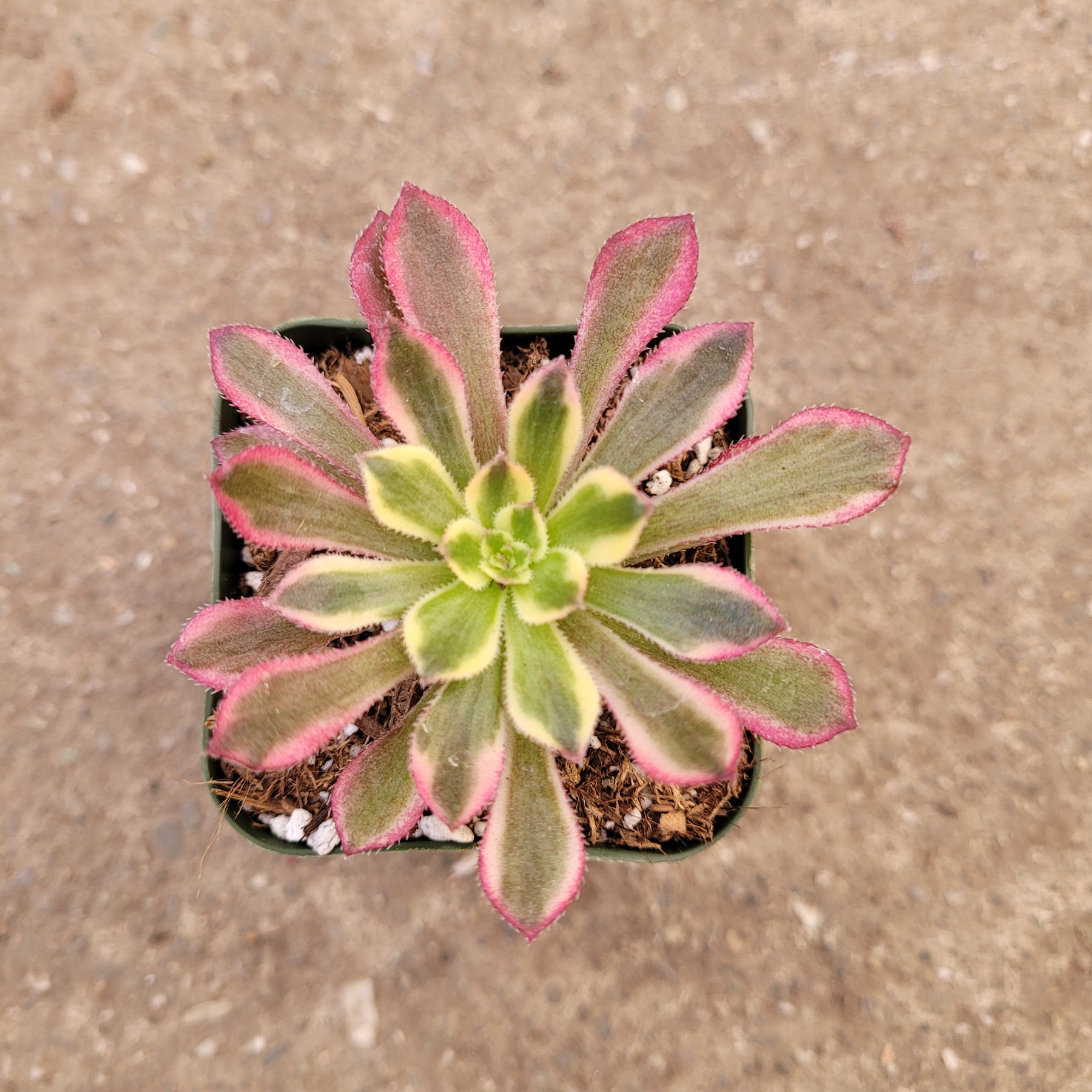 Aeonium 'Mardi Gras' - Succulents Depot