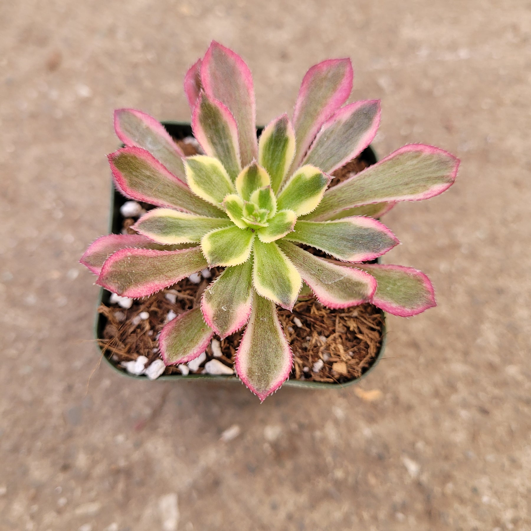 Aeonium 'Mardi Gras' - Succulents Depot