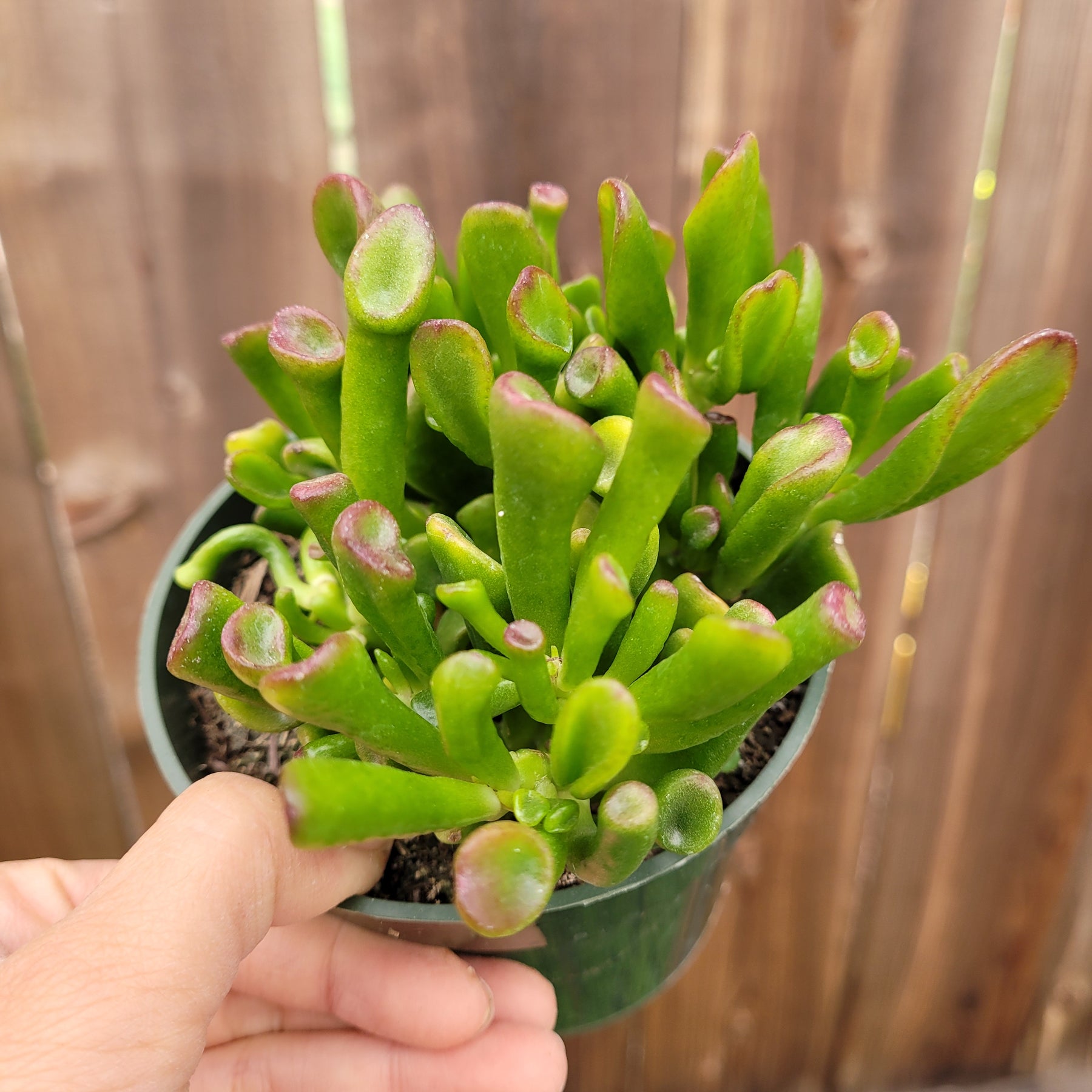 Crassula ovata 'ET's Fingers' Jade