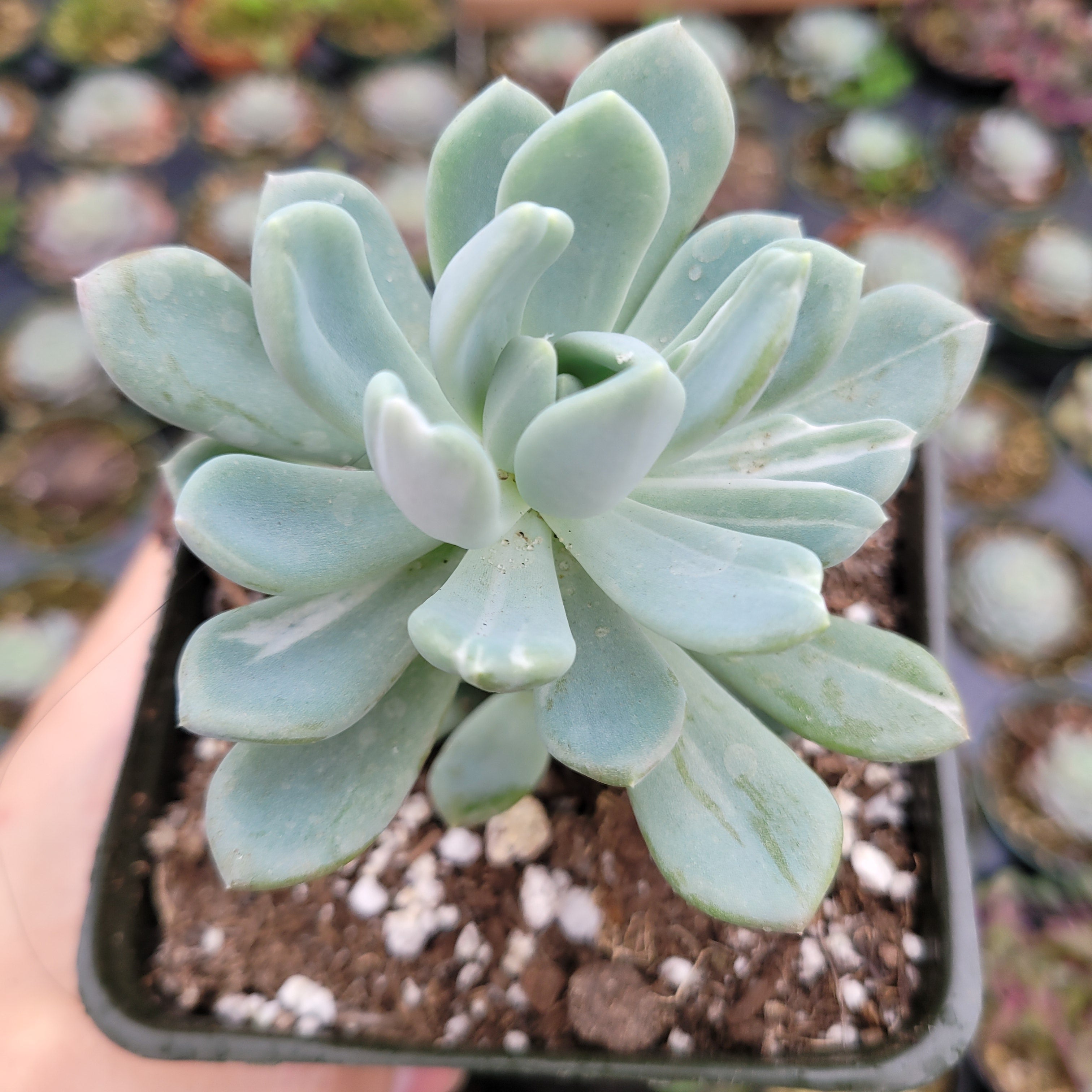 succulent pachyveria Pachyveria 'Clavata' Variegata