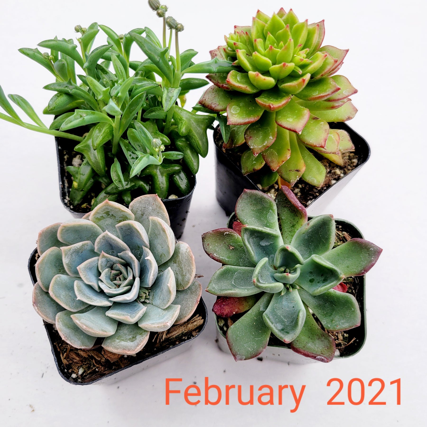 Monthly Subscription Box