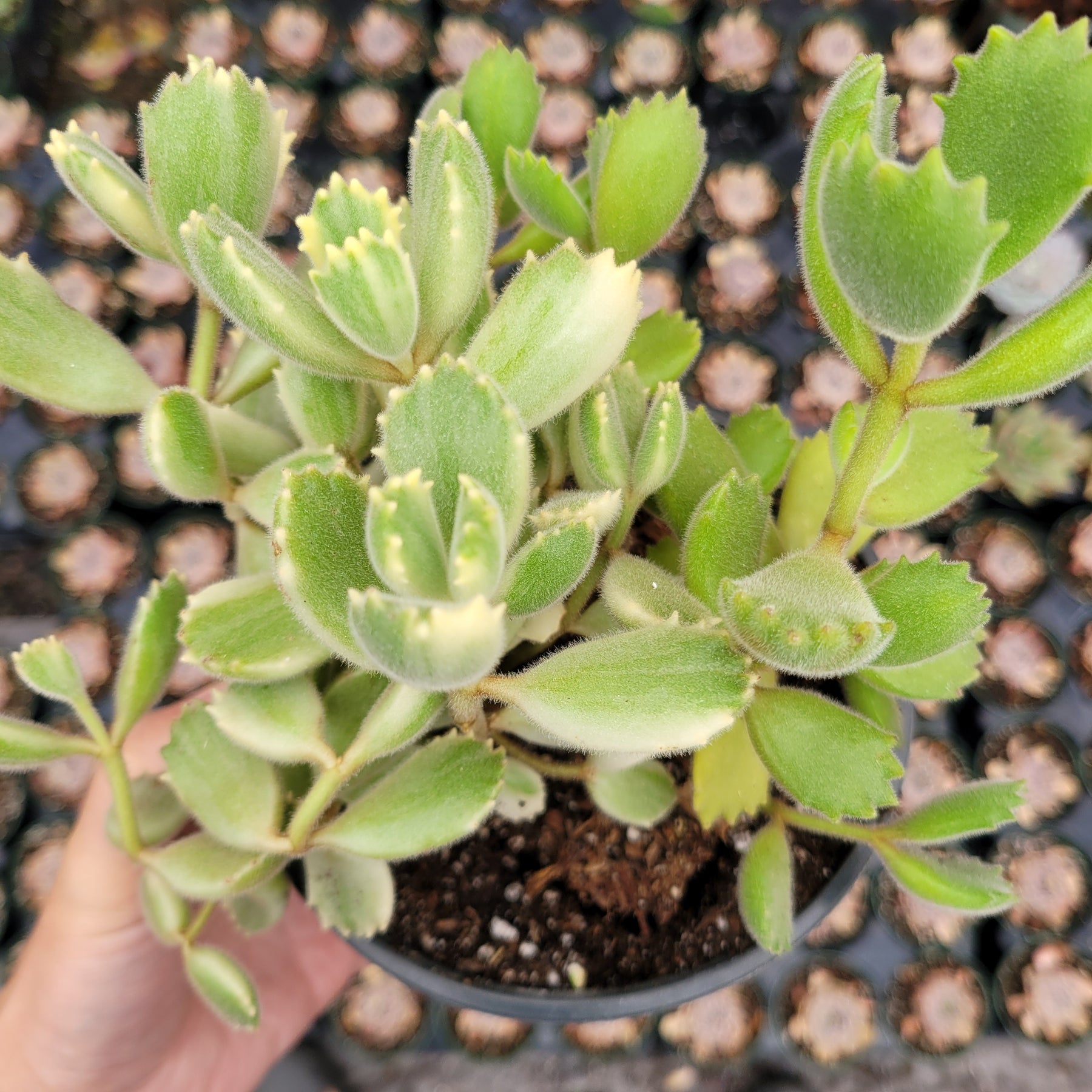 Cotyledon tomentosa Variegated Bear's Paw - Succulents Depot
