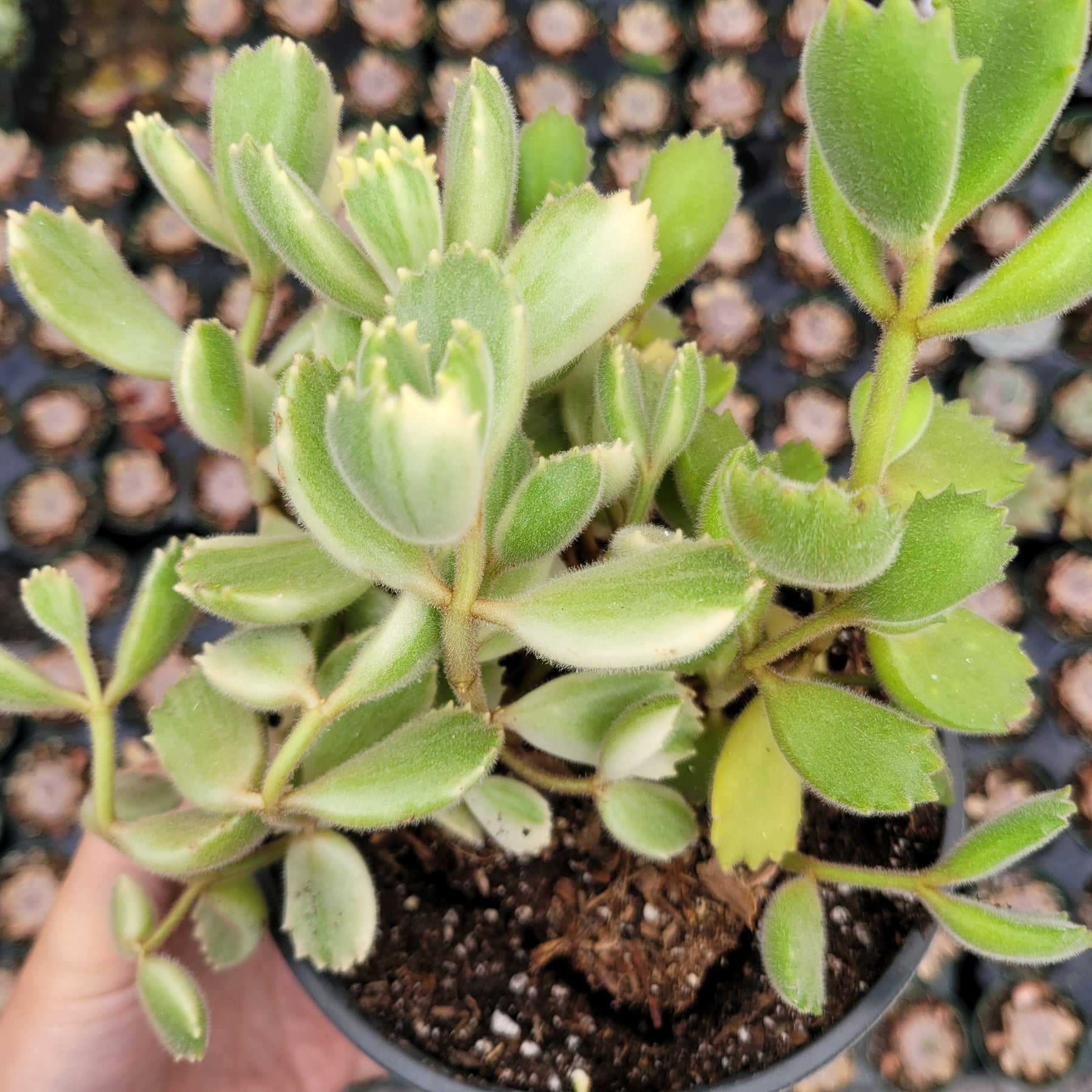 Cotyledon tomentosa Variegated Bear's Paw - Succulents Depot