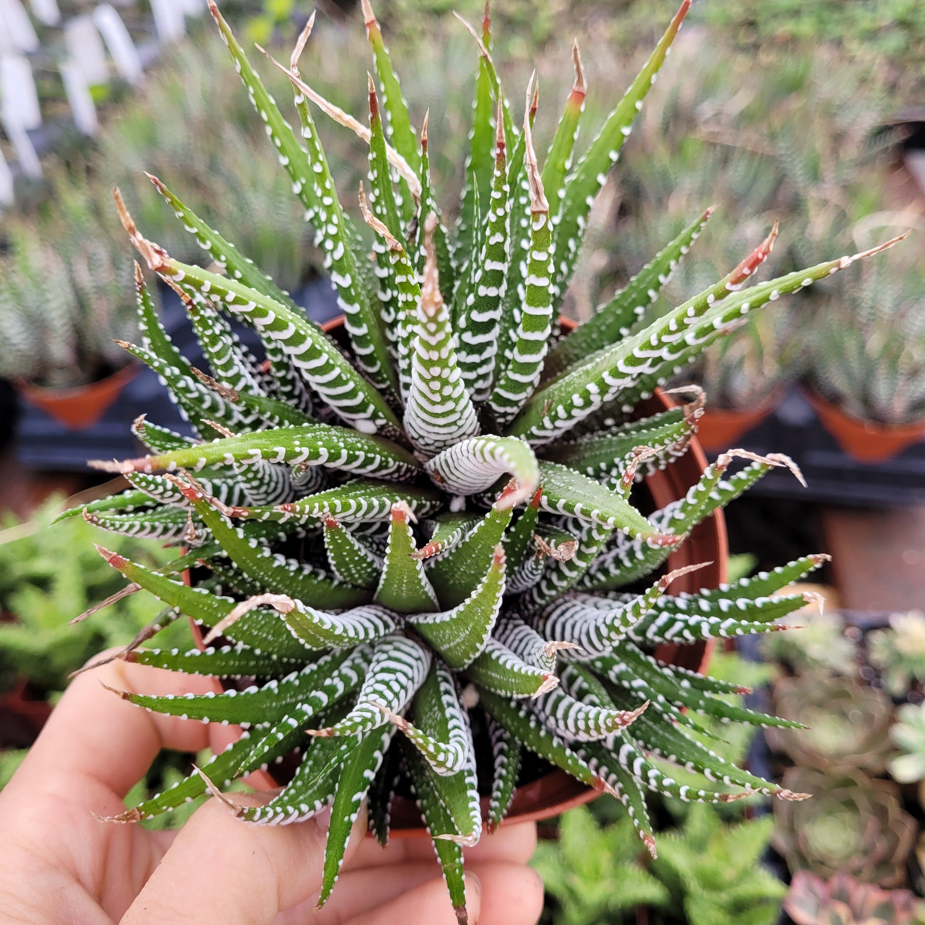 Haworthia fasciata - Zebra Plant