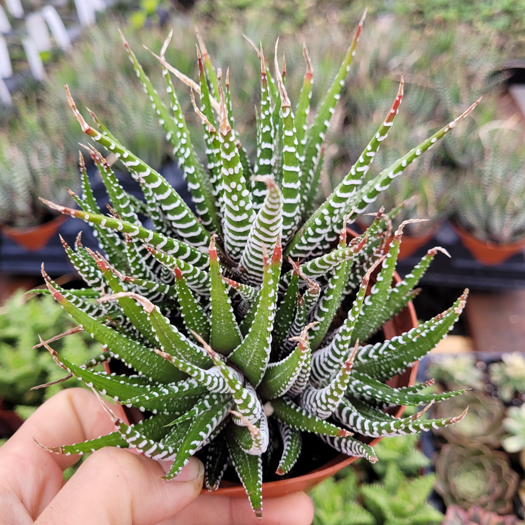 Haworthia fasciata - Zebra Plant