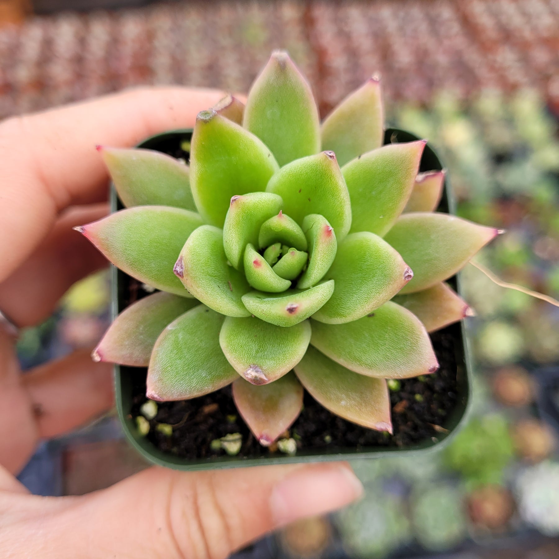 Echeveria agavoides 'Gilva'